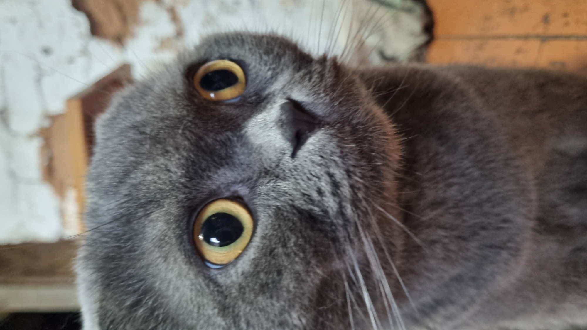 Grey Scottish Fold cat, various moods, Vysokoe