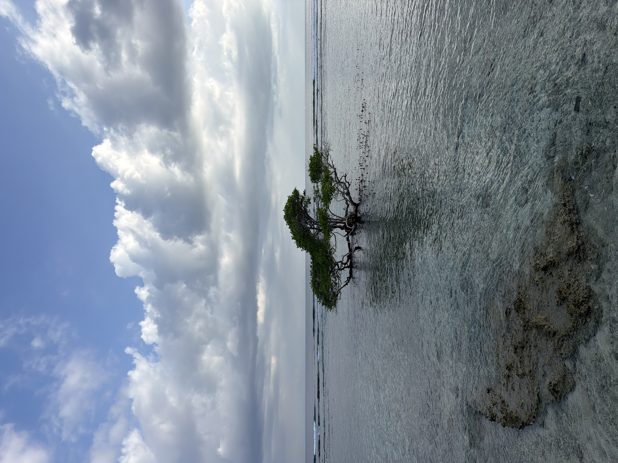 Lone tree stands in shallow Indonesian waters