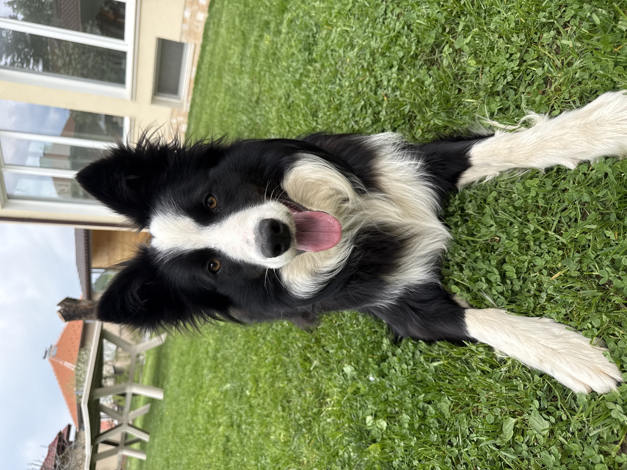 Spring day documented in Berkovitsa: dog, blooms, streets