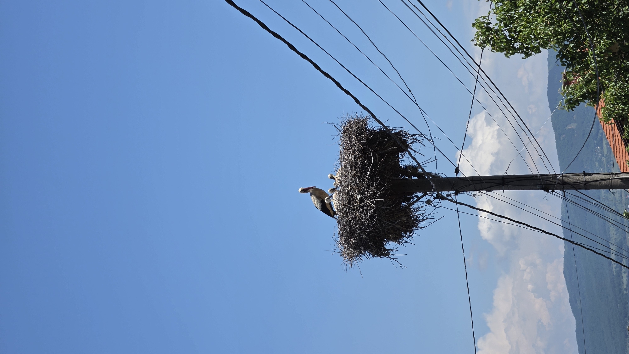 Morning life captured in Pernik: storks, residents, everyday moments