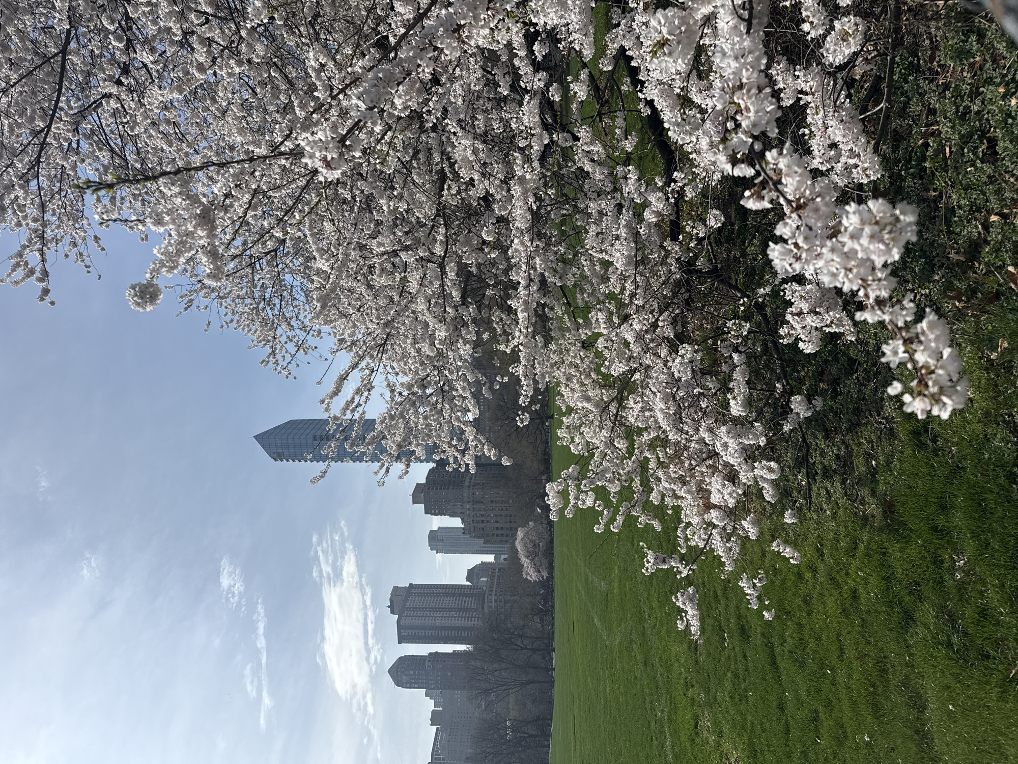 Spring blooms and sunlit paths captured in Central Park