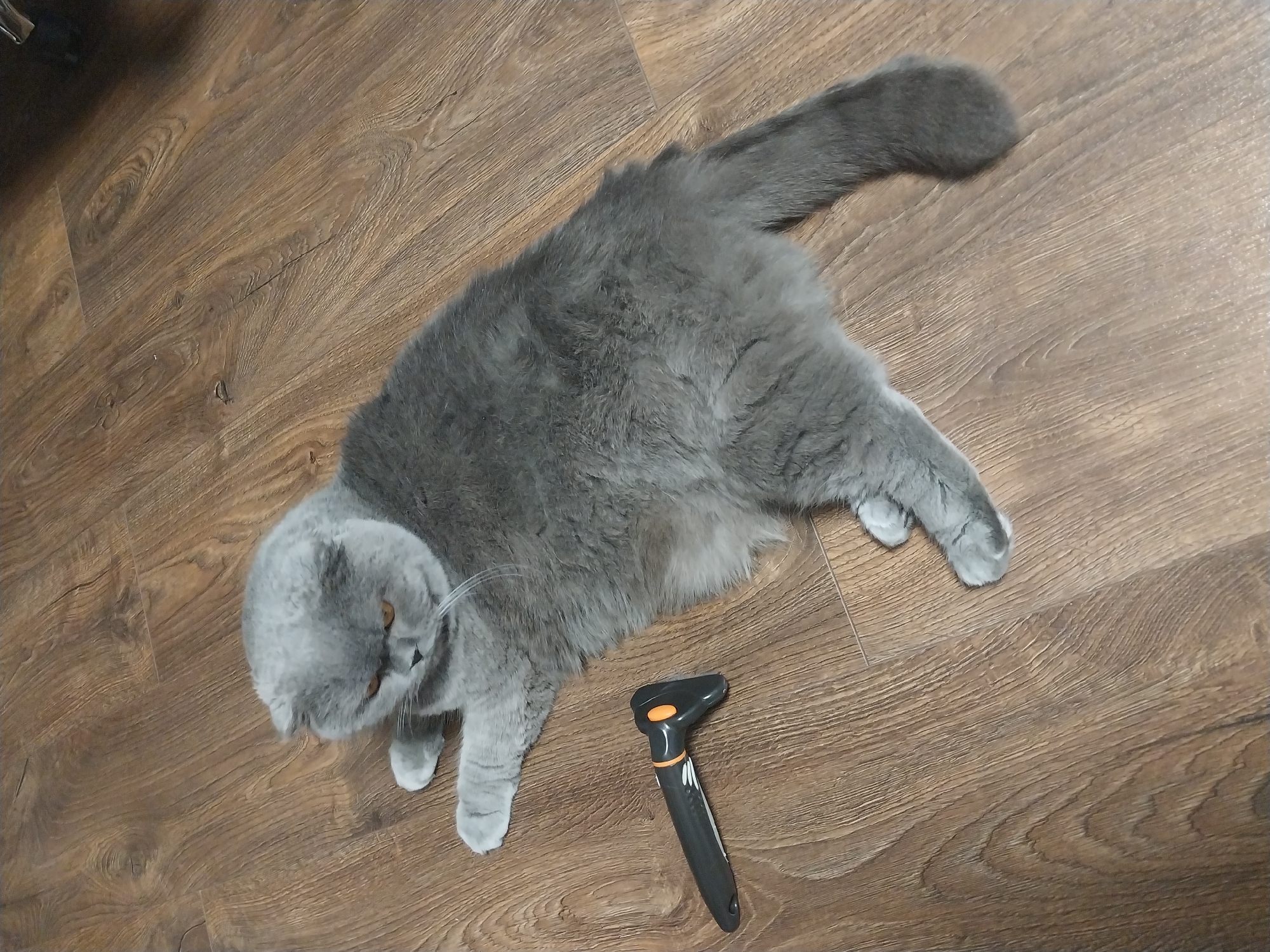 Scottish Fold cat at home in Dnipro, pigeons outside