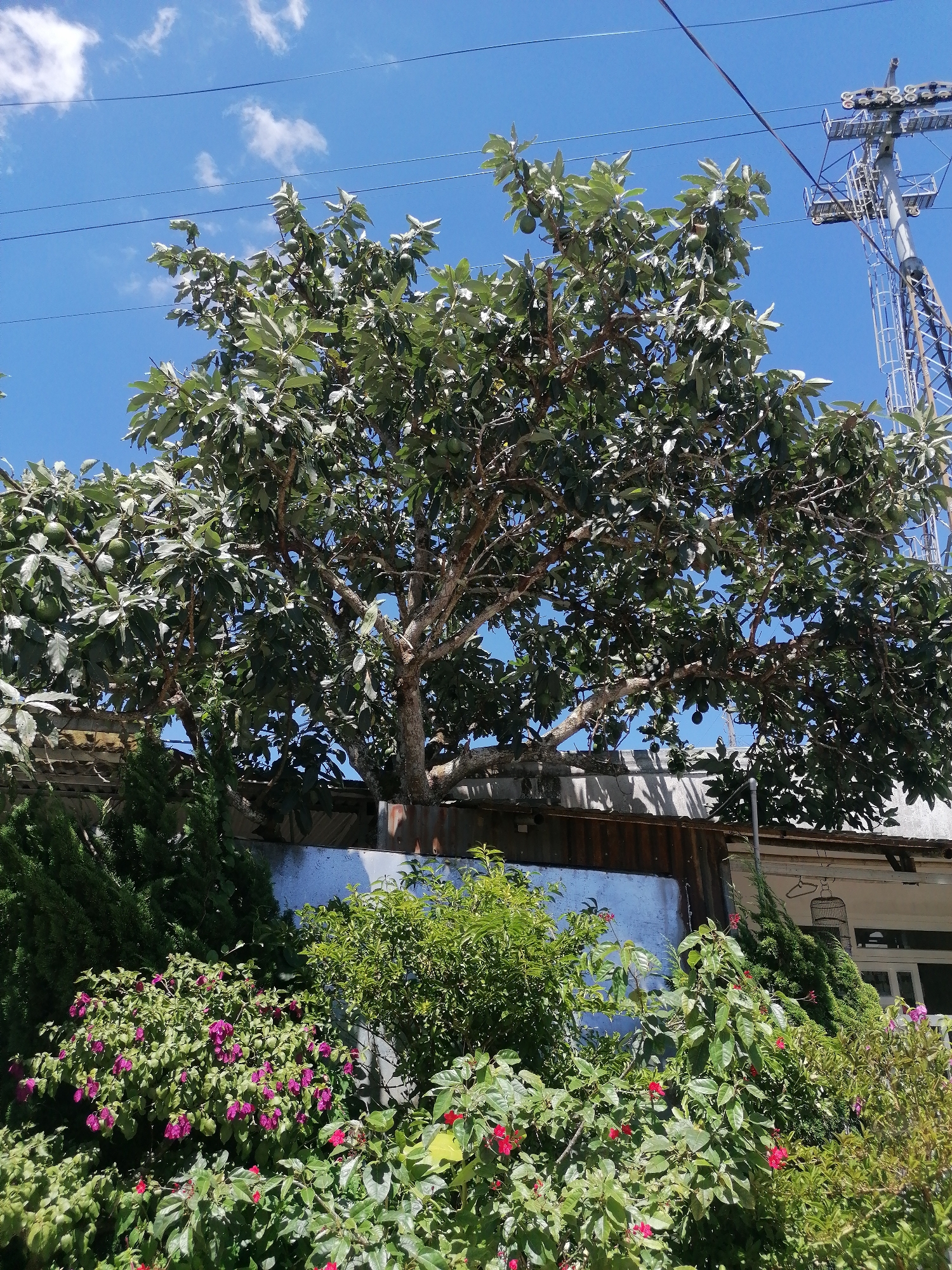 Morning wander through Da Lat's pine forests and garden cafés