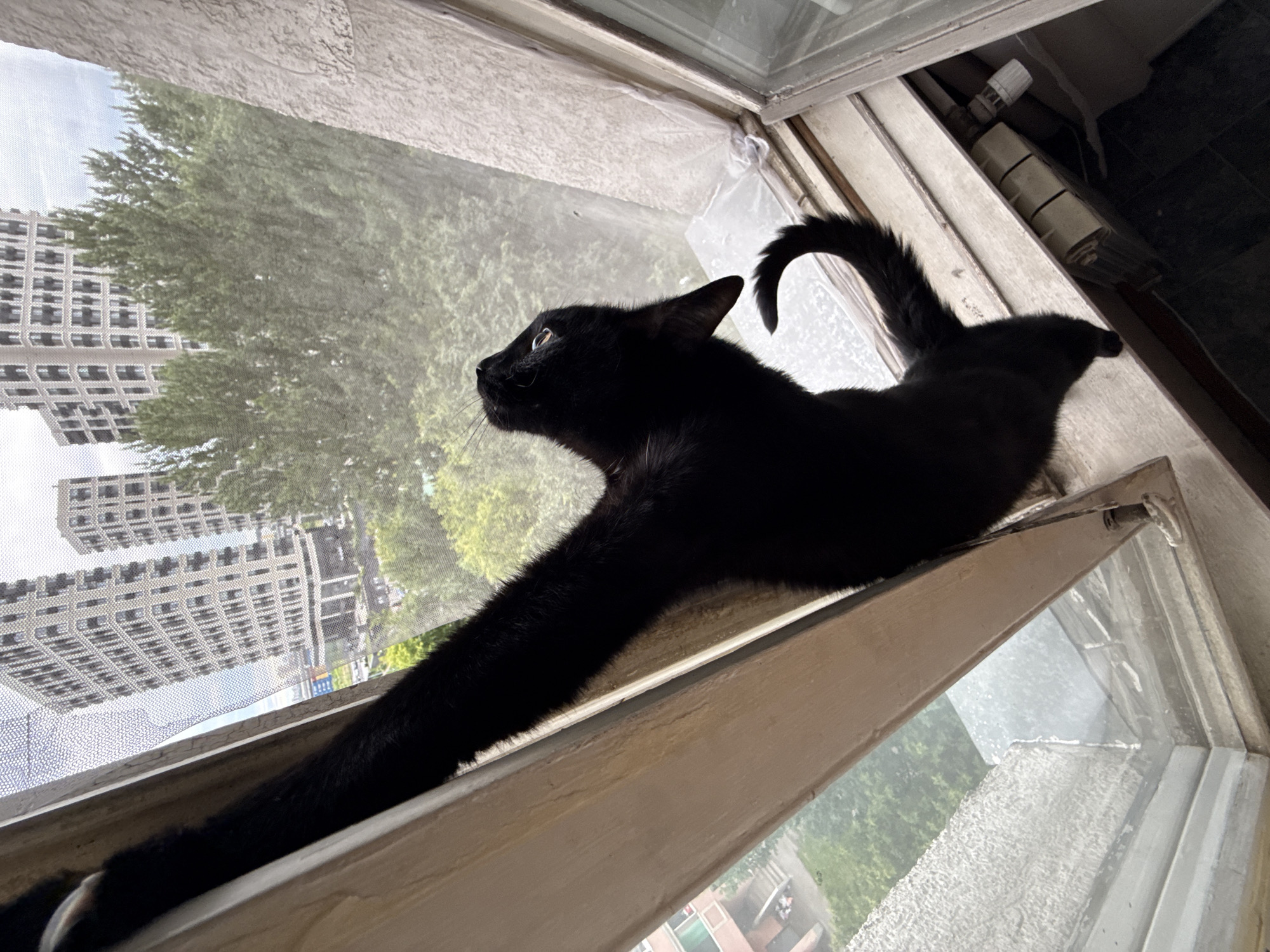 Pomeranian and black cat at home in Khimki