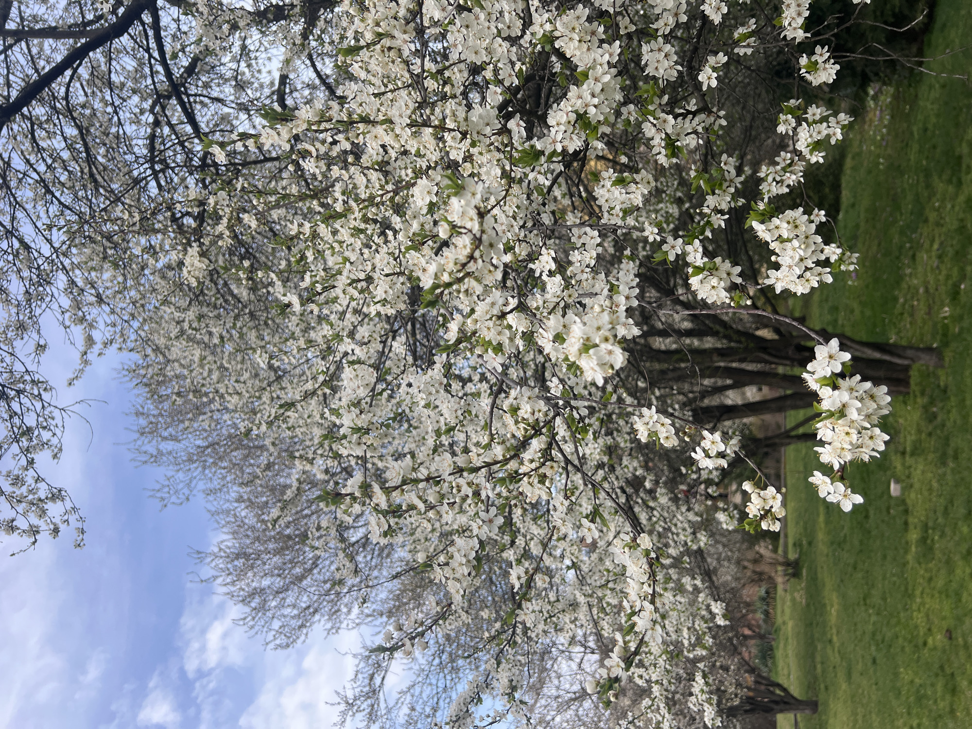 Spring blossoms documented across Sofia during afternoon hours