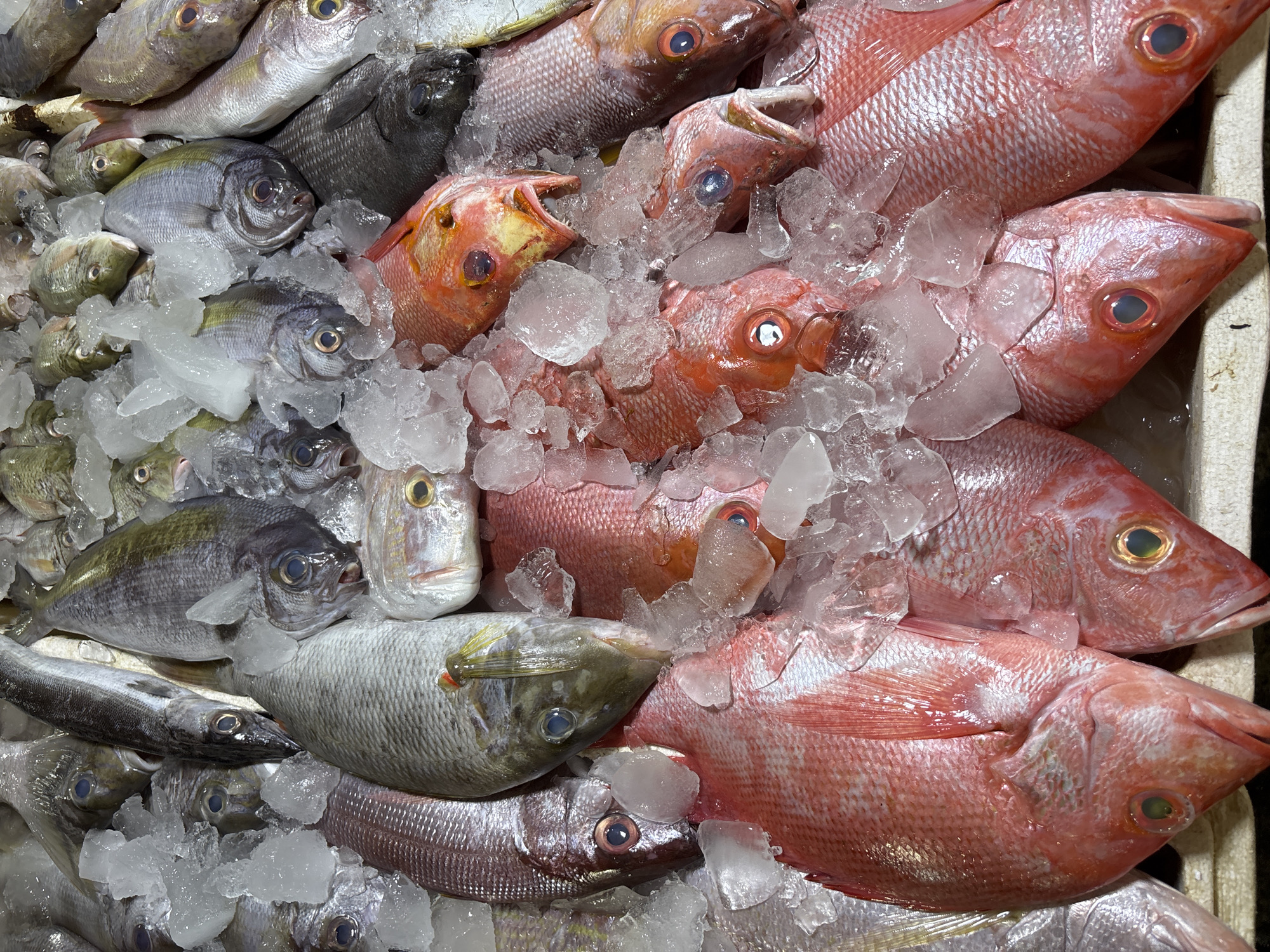 Fresh fish displayed on ice at Kuta market