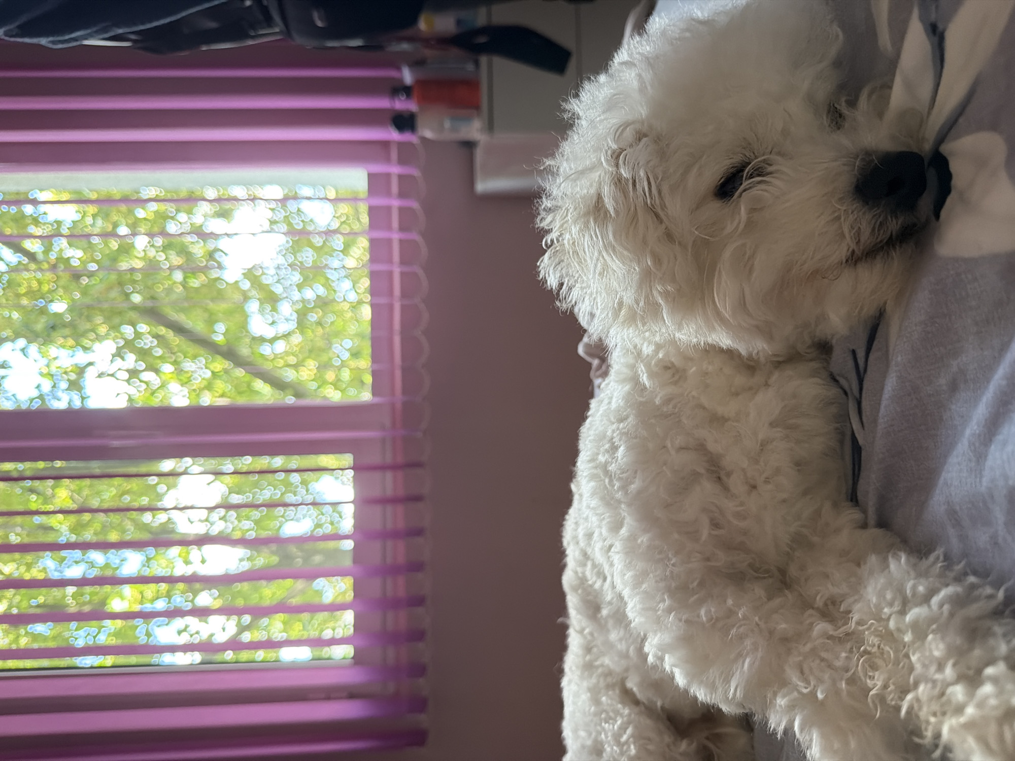 Fluffy white dog napping on a bed in Blagoevgrad