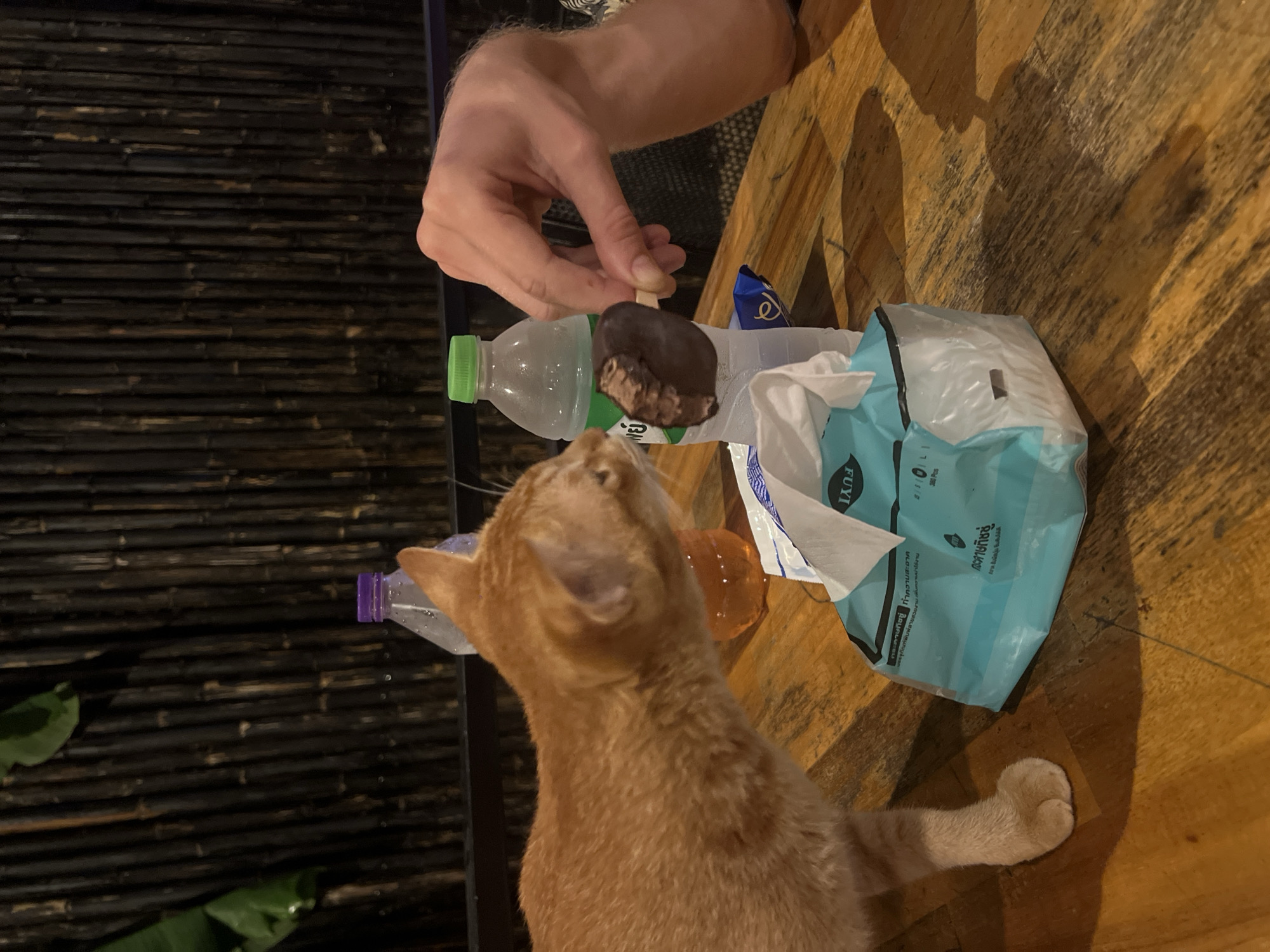 Cats and company at a laid-back Wichit outdoor spot