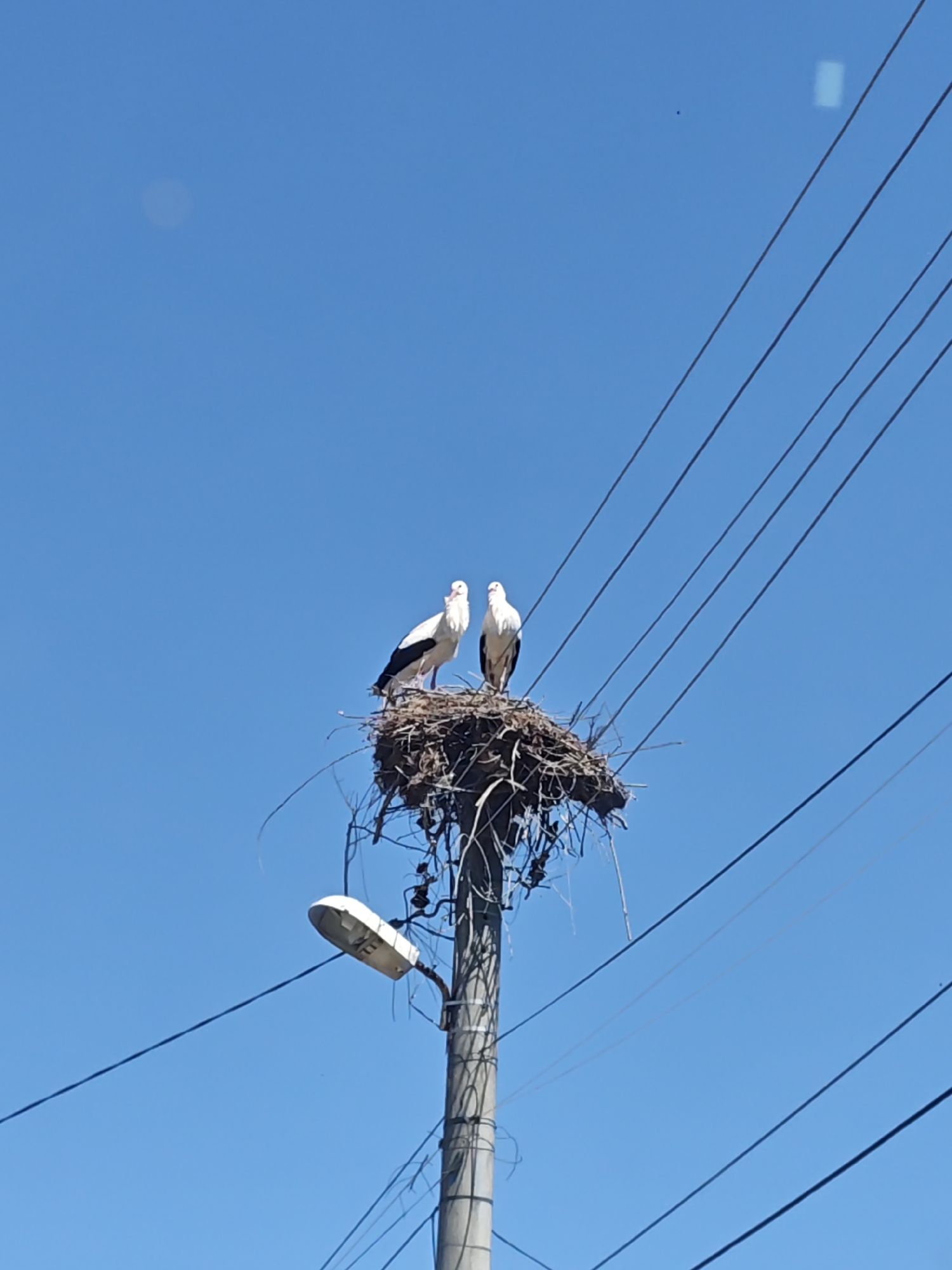 Stork nests on utility pole in Kulata, Bulgaria