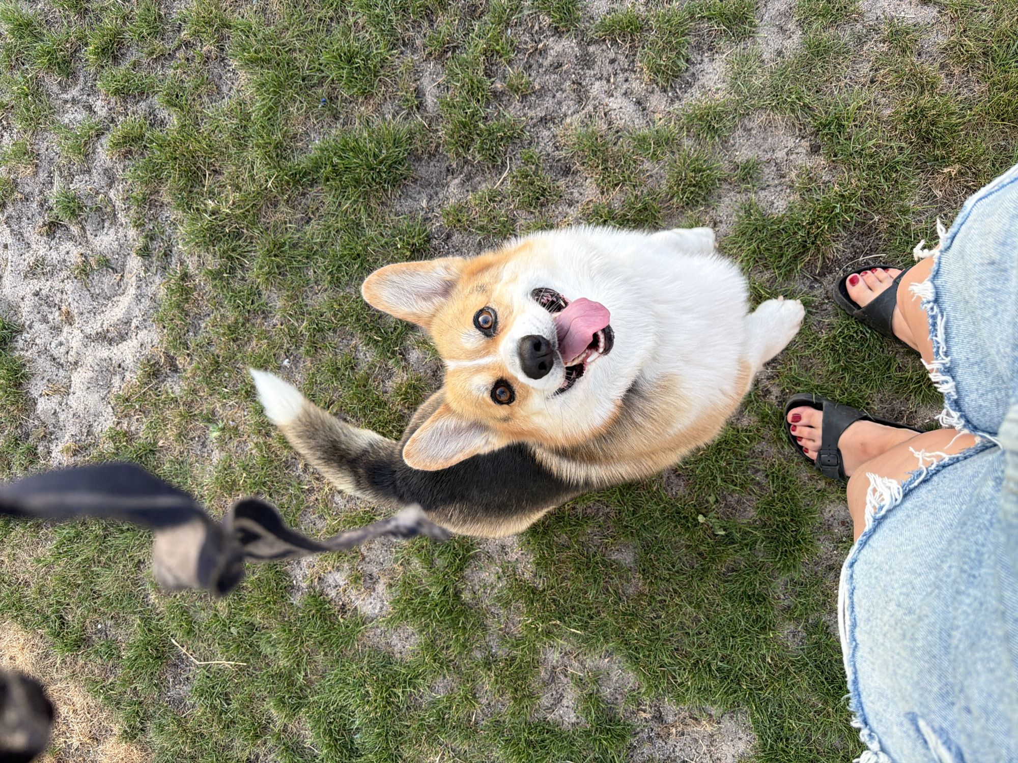 Corgi, wine, and a quiet German village evening