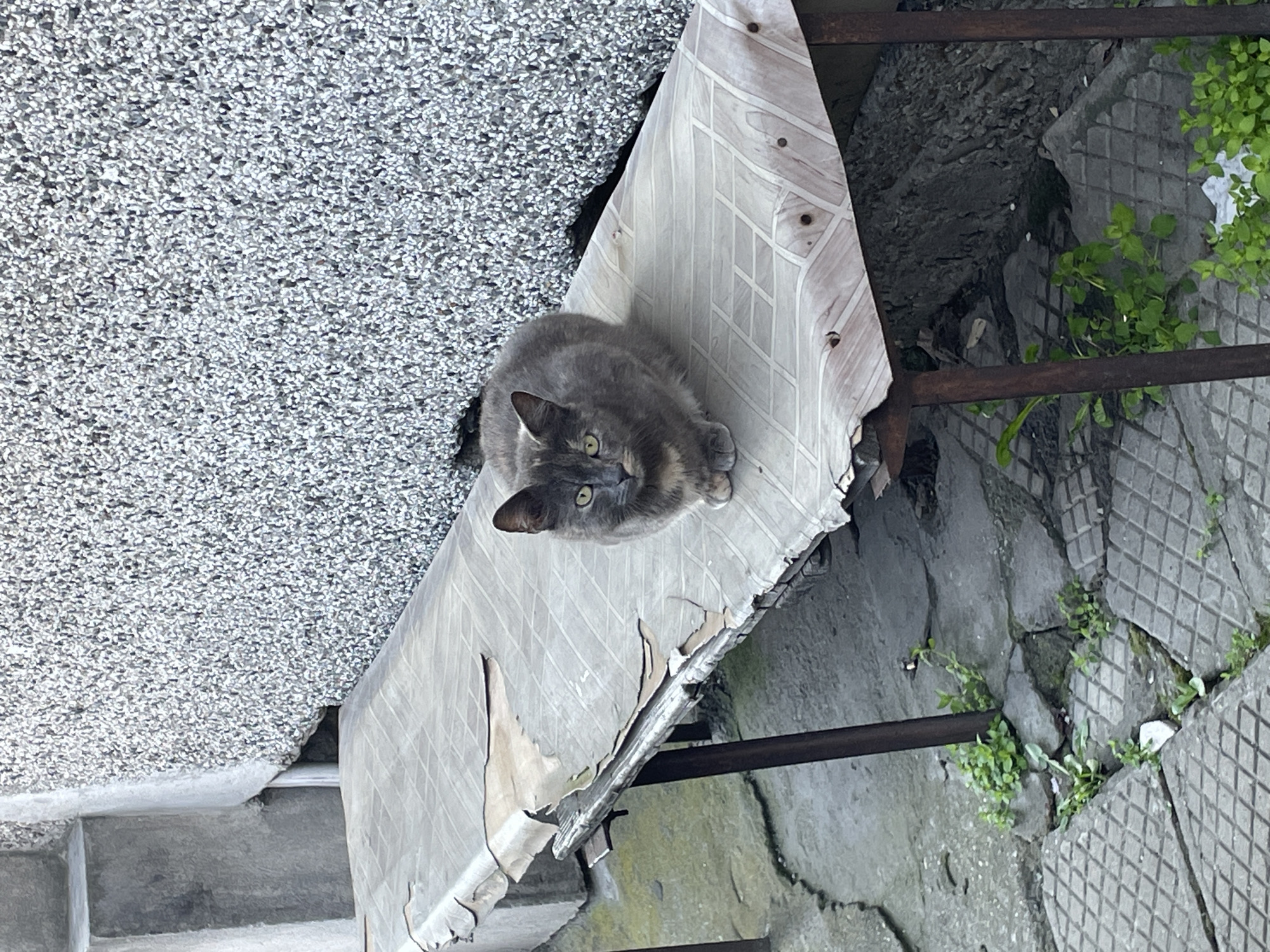 Morning observations capture cat and flag-lined street in Veliko Tarnovo