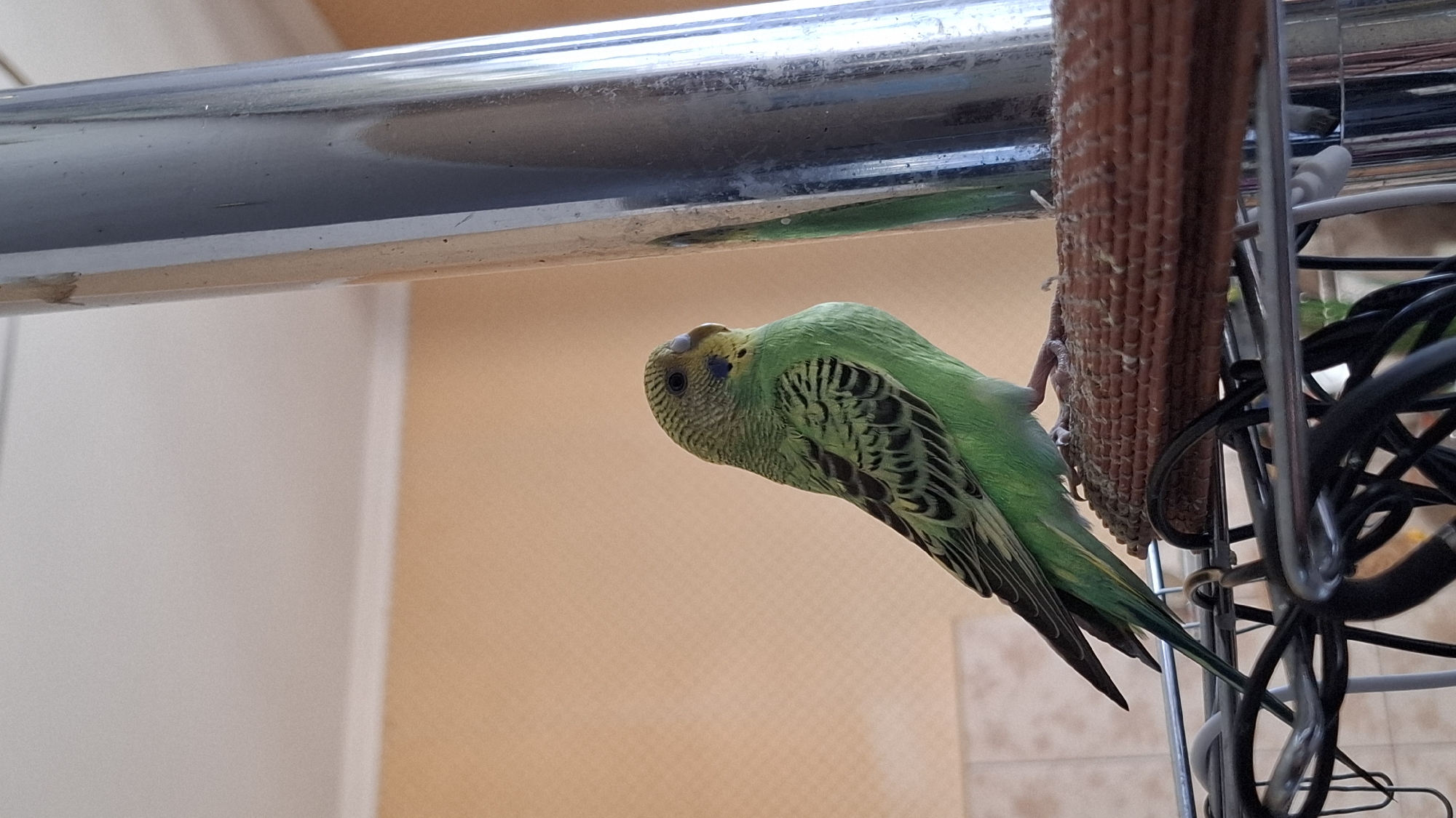 Artist documents creative afternoon with pet budgie in Tolyatti