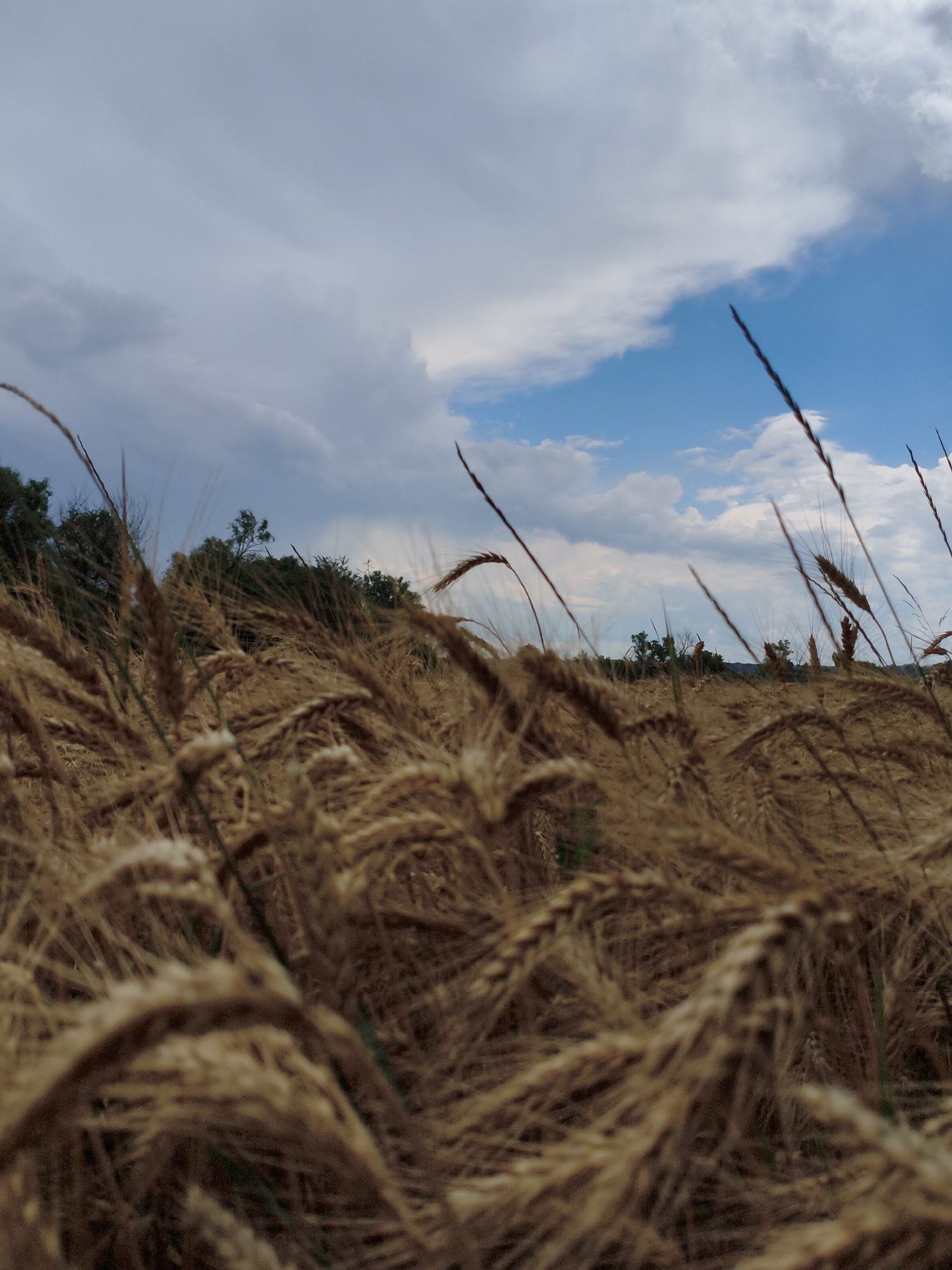 Red Lada and ripe wheat fields in rural Ustyvytsia, Ukraine