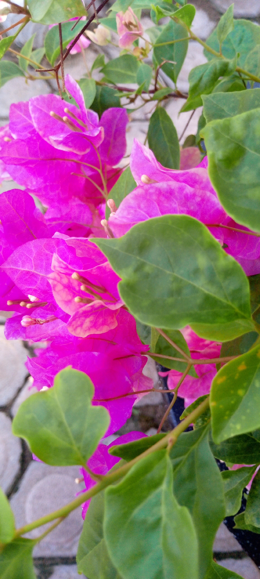 Potted bougainvillea in bloom on a sunny Indonesian sidewalk