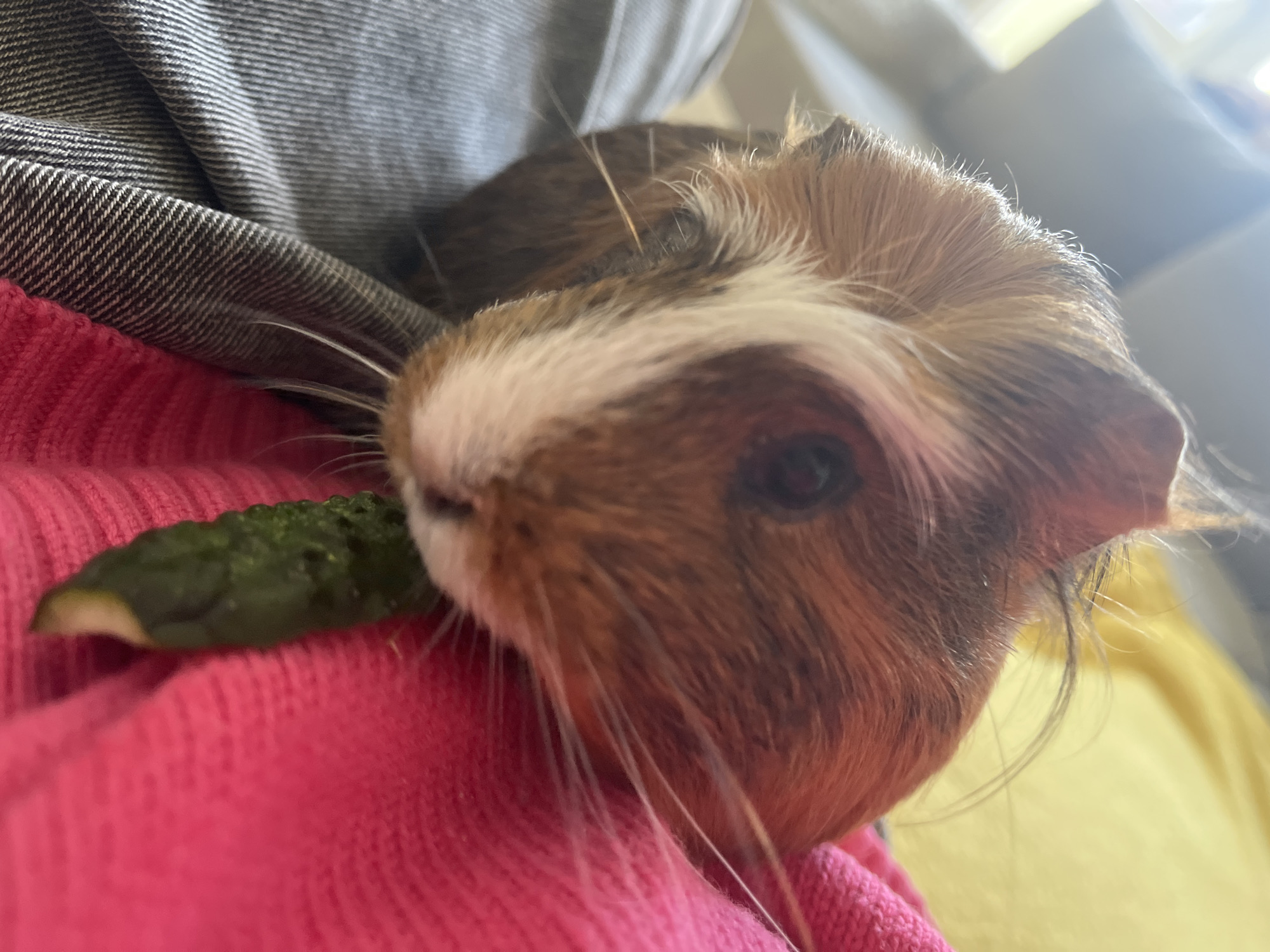 Guinea pig cucumber snack session on a cozy couch