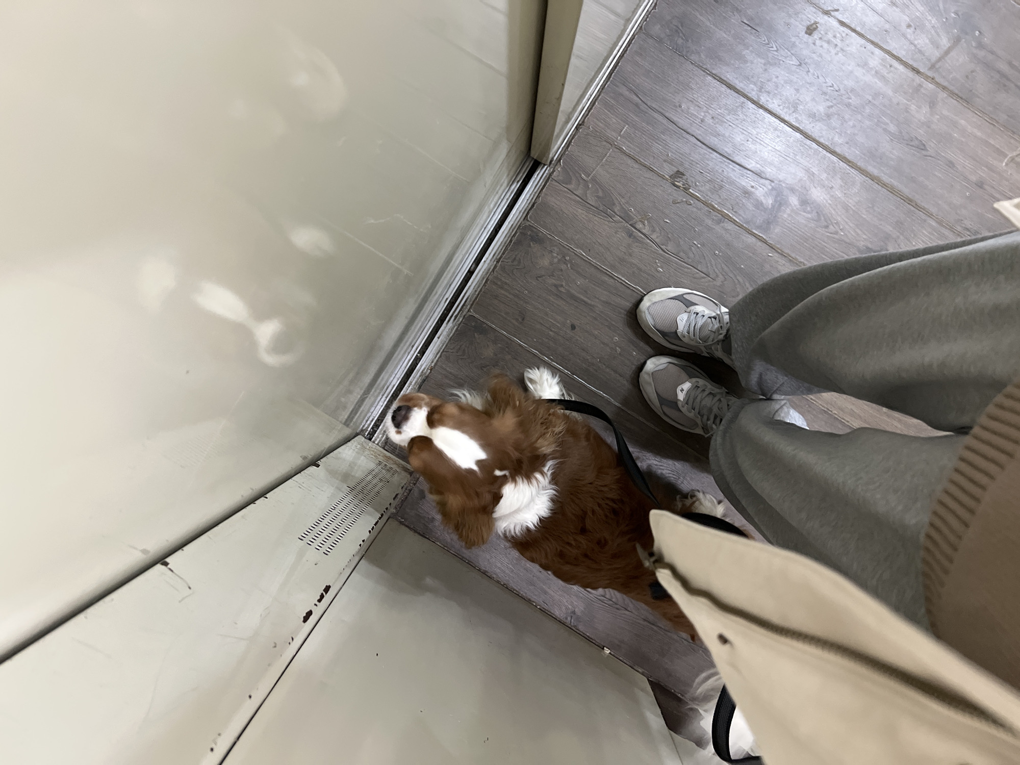 Woman takes elevator selfie with Cavalier King Charles Spaniel