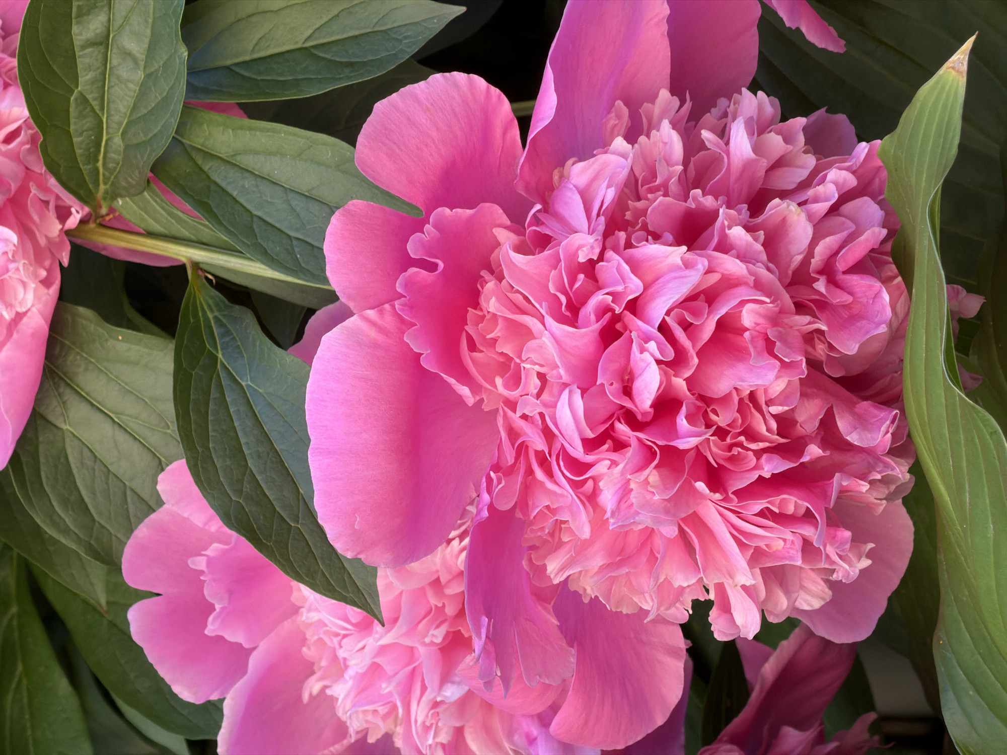 Morning flower photography and urban details in Saint Petersburg