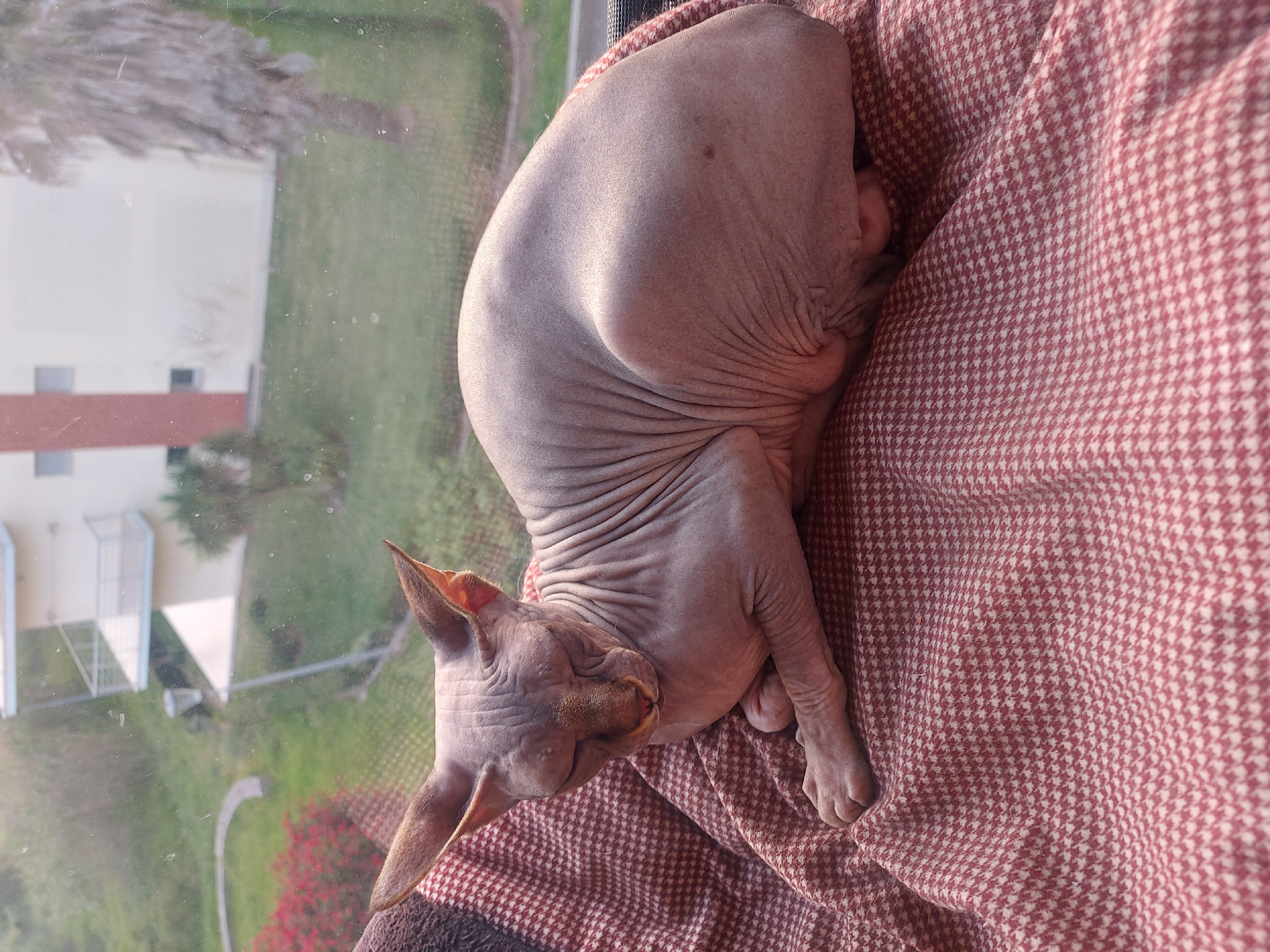 Sphynx cat spotted resting by window in Figueira da Foz