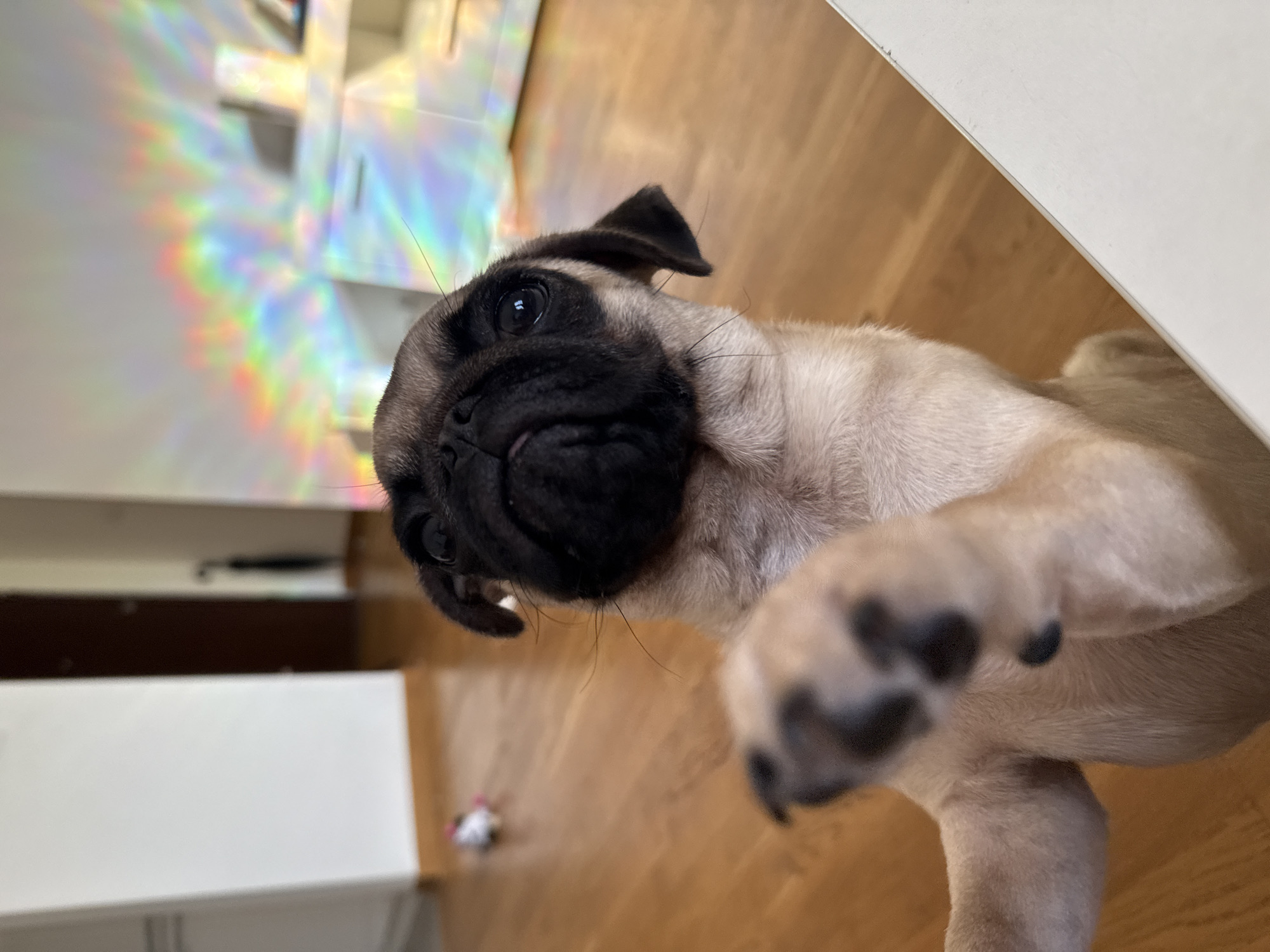 Pugs lounging and playing on couch during afternoon