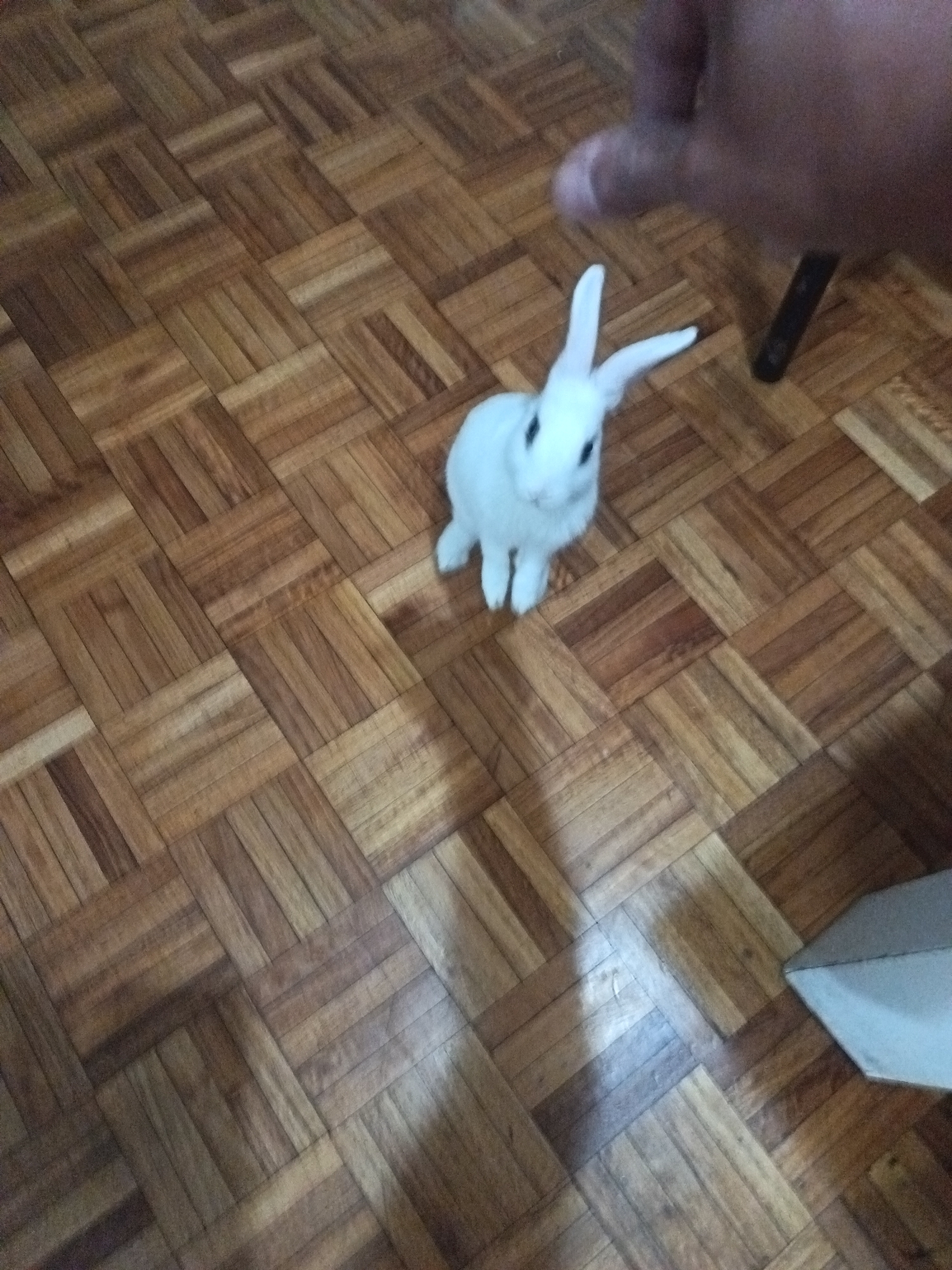 Buenos Aires man poses with white rabbit and dog