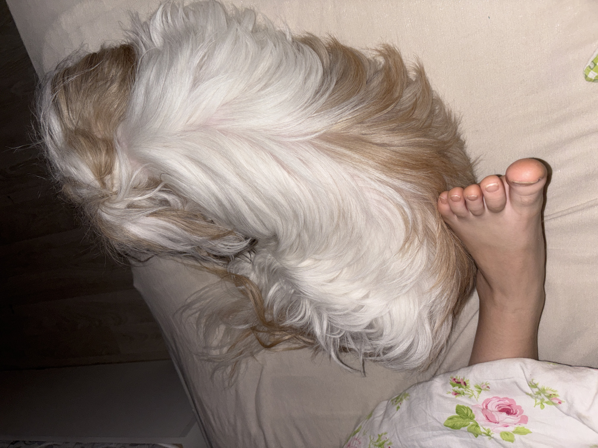 Dog rests on bed beside human in Izhevsk