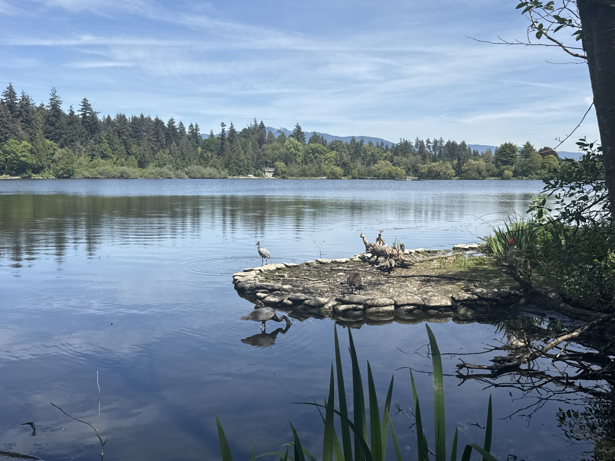 Evening wildlife gathering observed at Vancouver's Lost Lagoon
