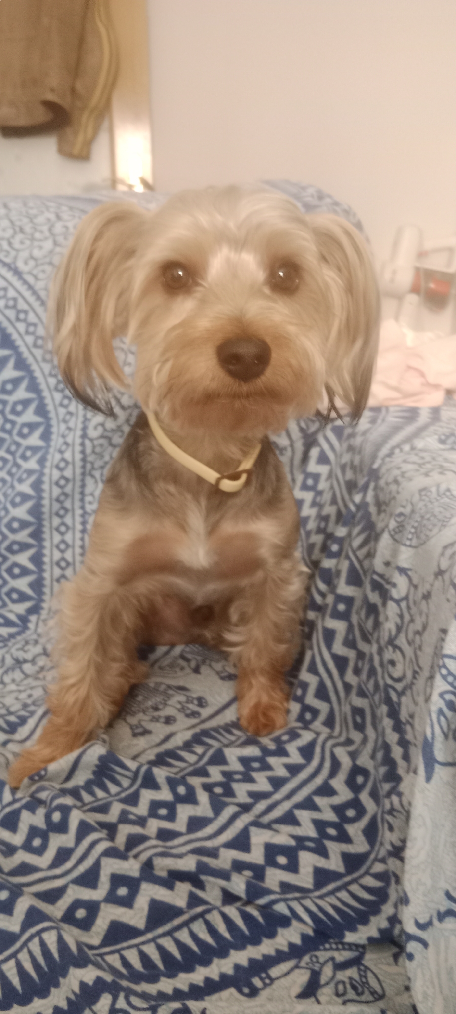 Yorkshire Terrier relaxes around the house in Galapagar