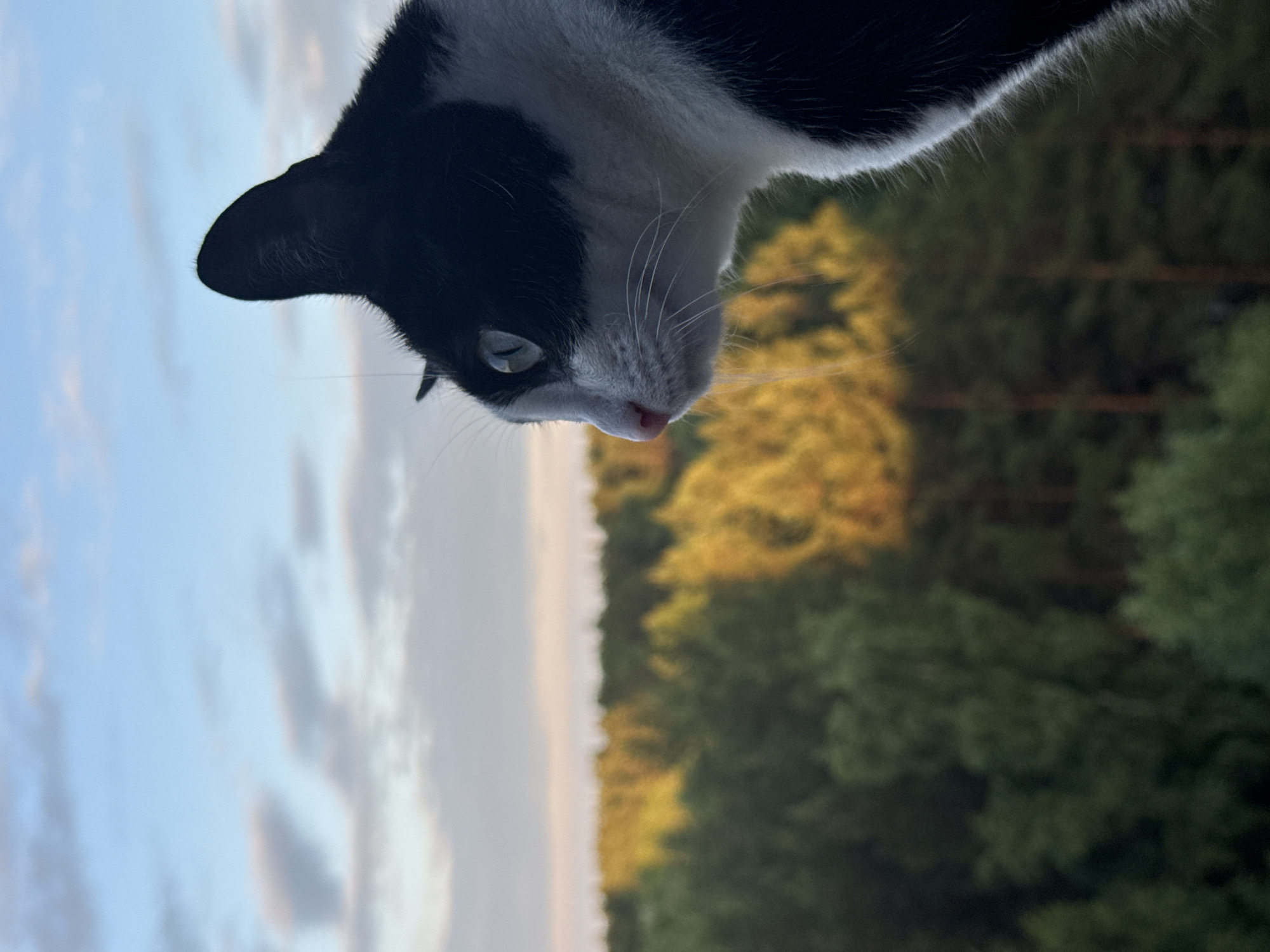 Tuxedo cat observed on ledge in Chaikovsky, Russia