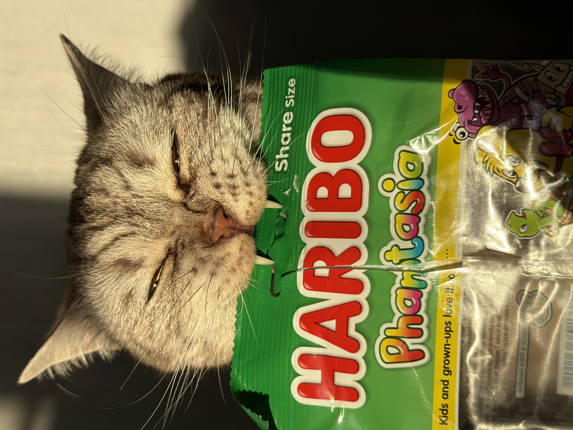 Cat encounters candy, pig figurine spotted in Riga