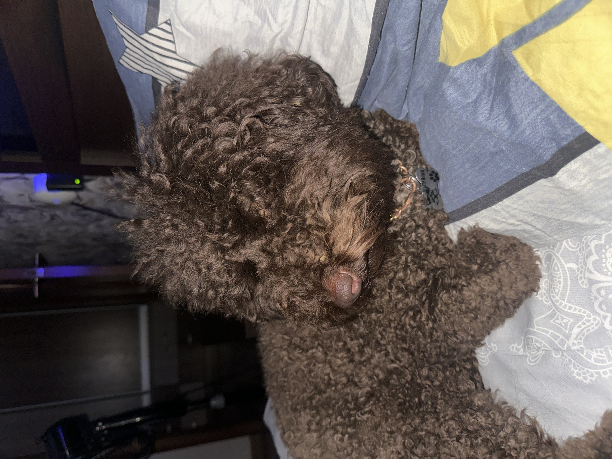 Pets and a sleeping infant at home in Sayanogorsk