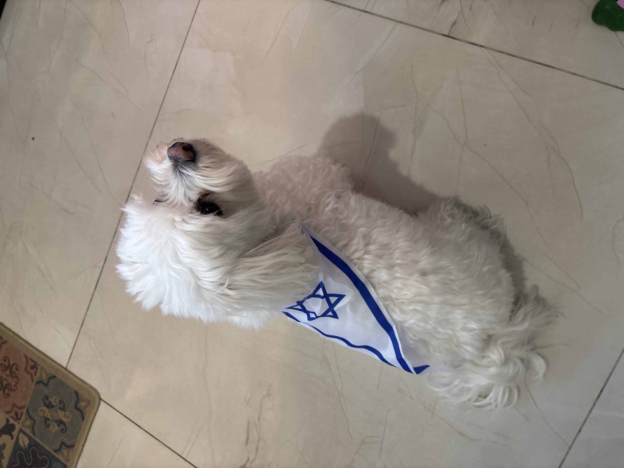 Small white dog photographed on tiled floor in Bat Yam