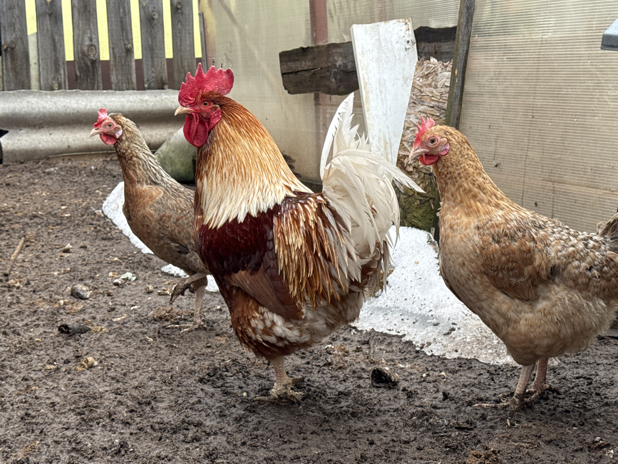 Spring farming activities documented in rural Chaikovsky, Russia