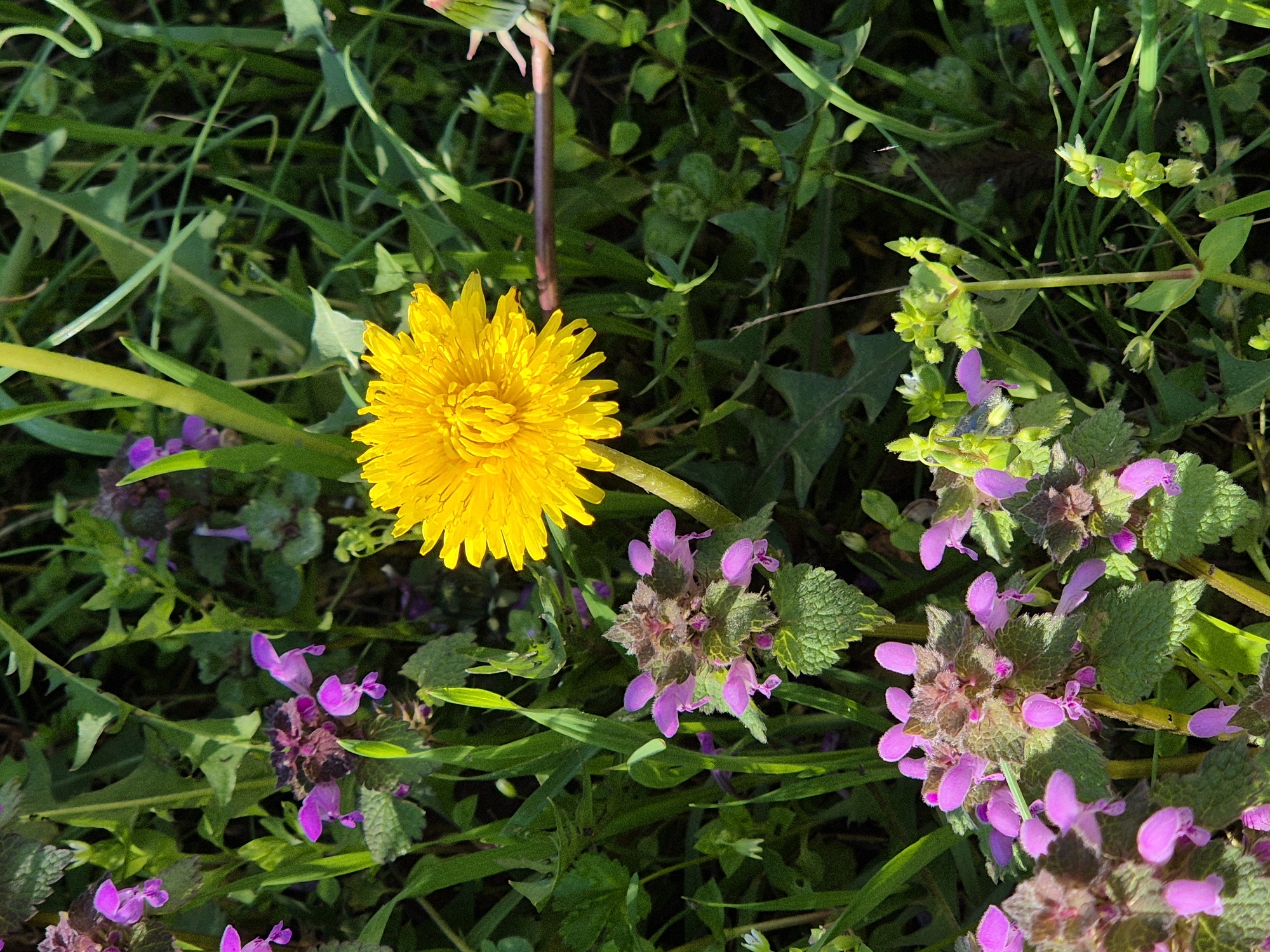 Morning documentation captures spring scenes in Tutrakan, Bulgaria