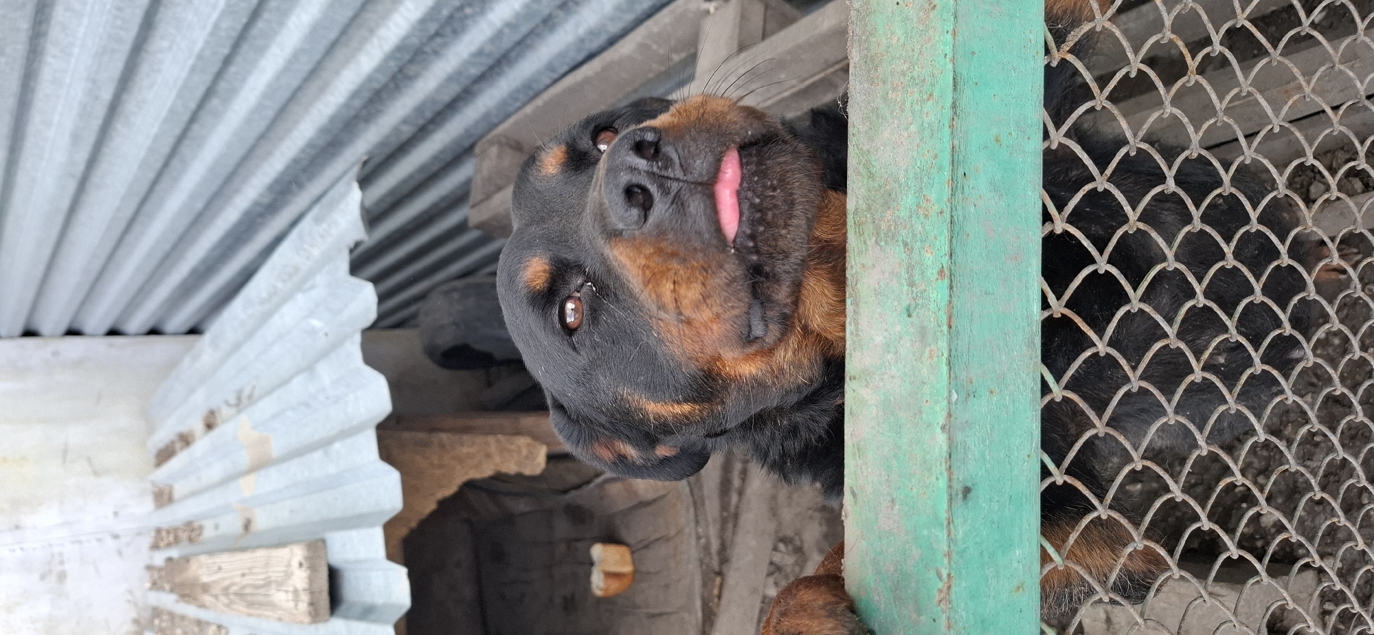 Dogs and flowers outside a home in Kostanay