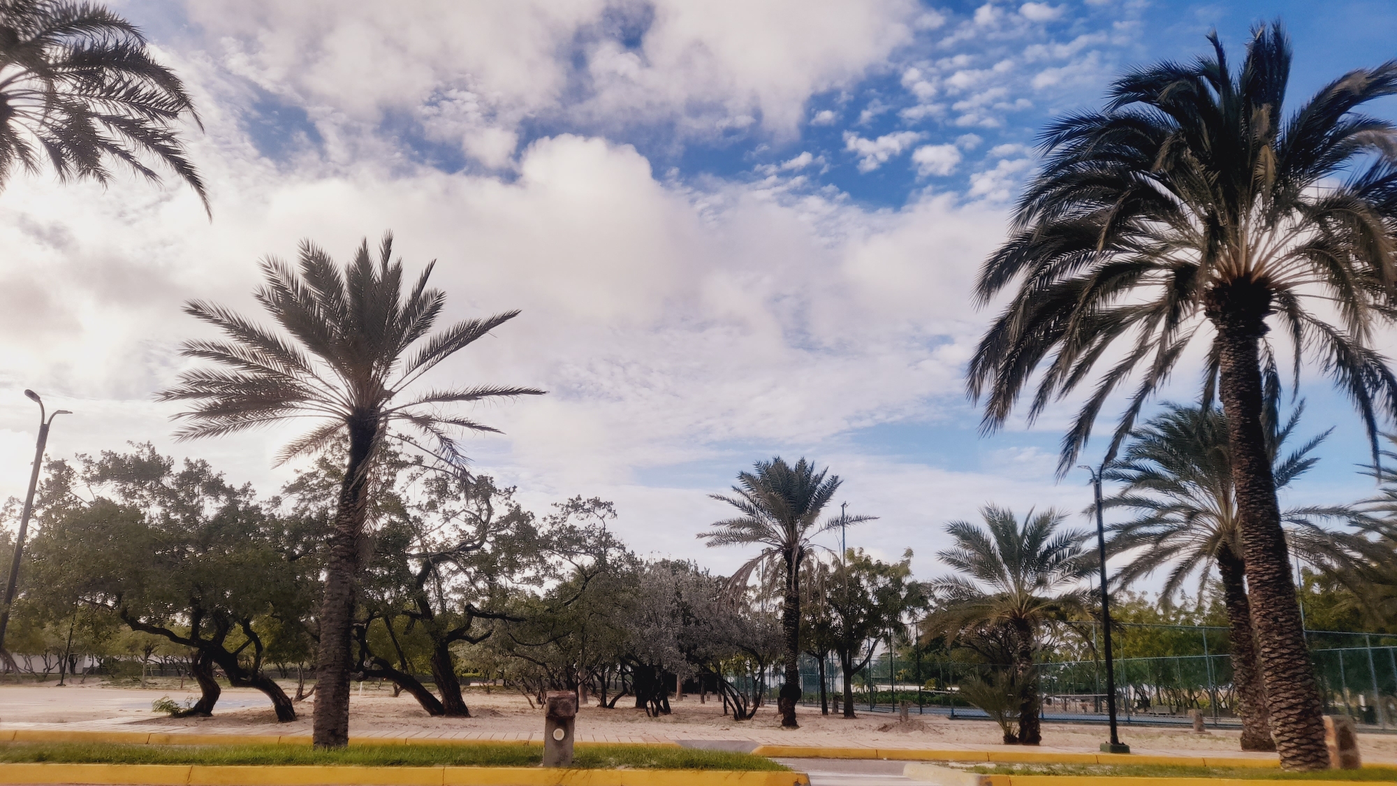 Electric scooter rentals line a palm-shaded walkway in Pedro González