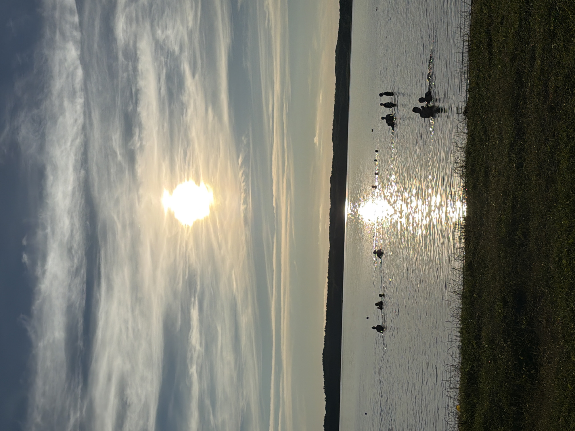 Swimming, orchards, and pine silhouettes through a summer sunset