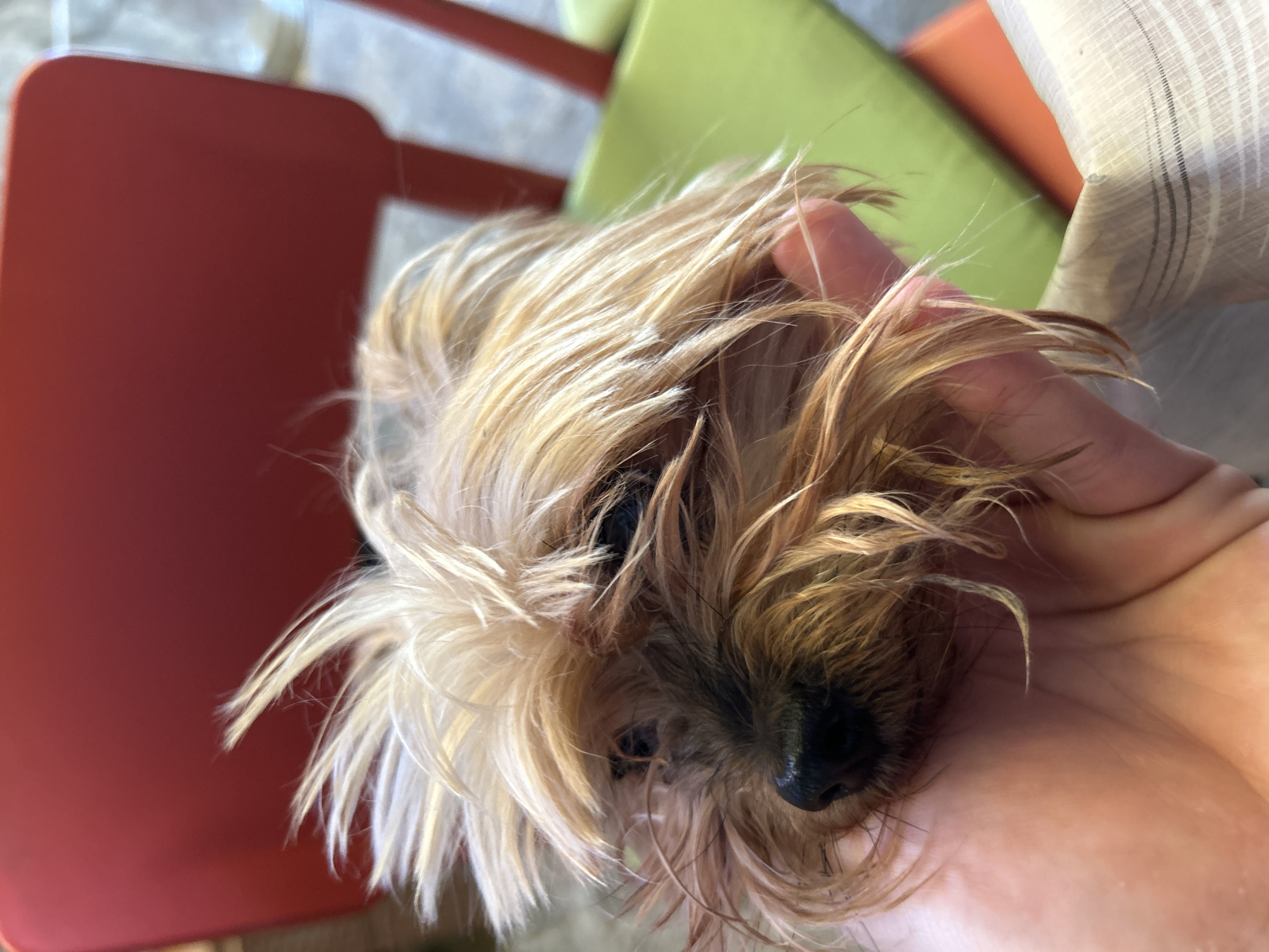 Small Yorkshire Terrier rests peacefully in owner's hands, Bulgaria