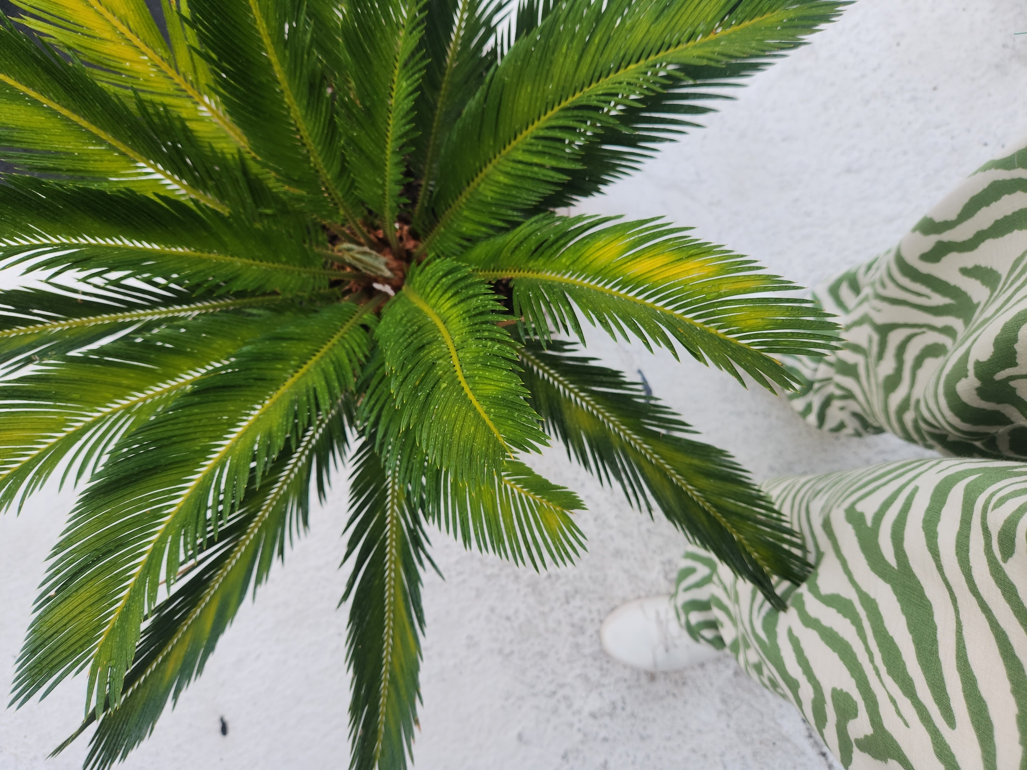 Wet cycads and sago palms after rain in Maitland, Florida