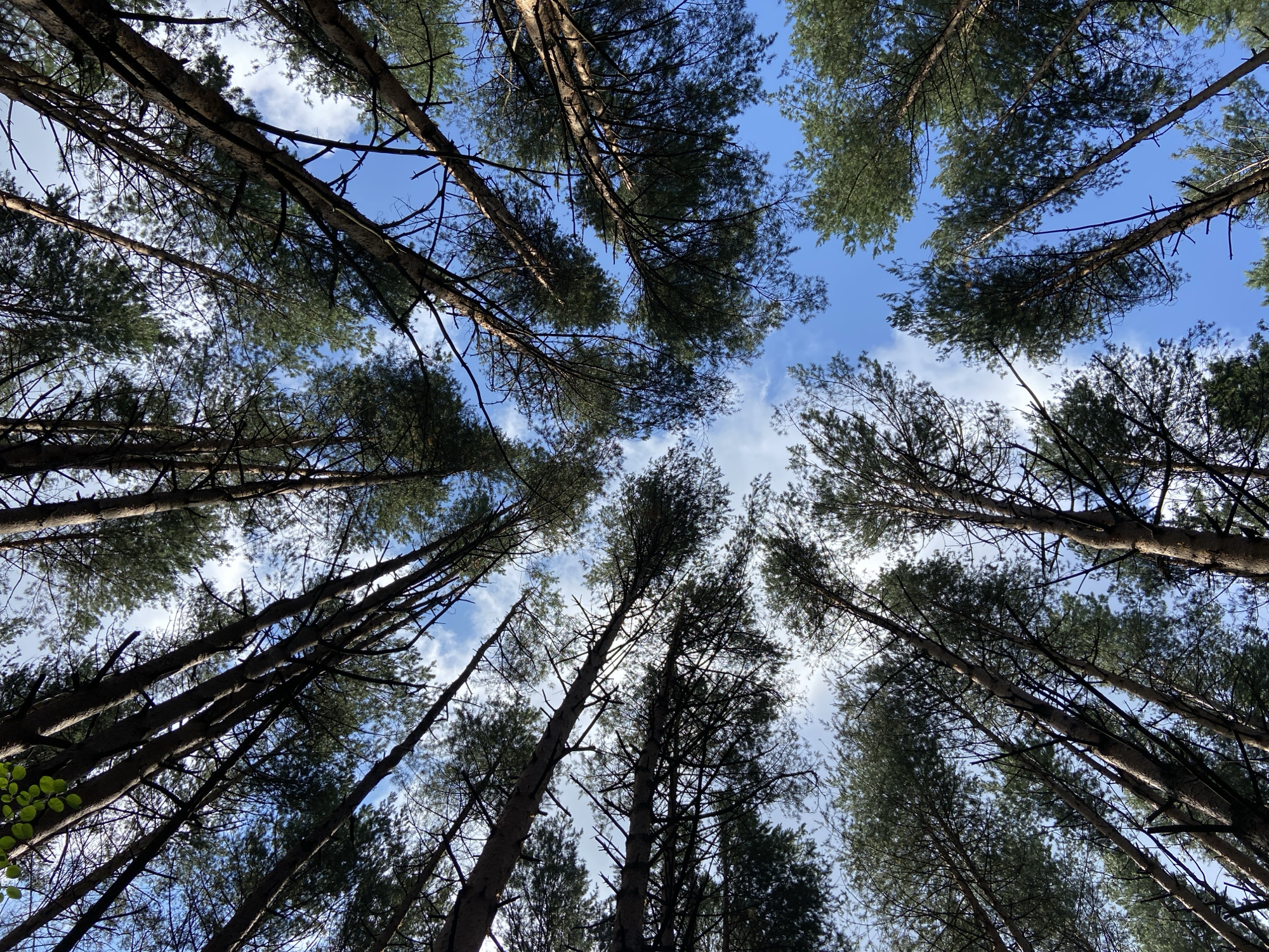 Looking up through pine canopy in a Votkinsk forest