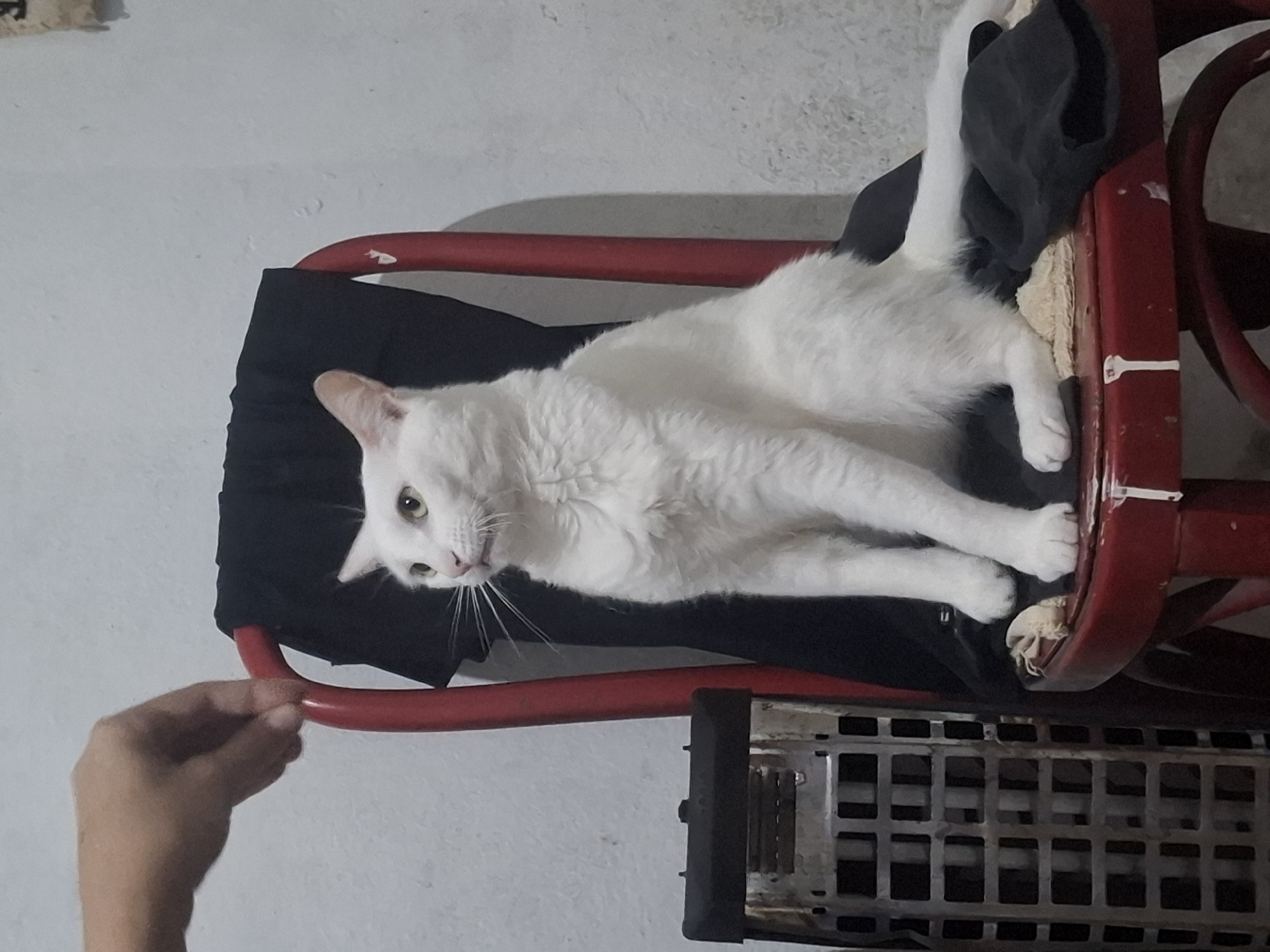 Pet owner documents cat and cannabis preparation at home
