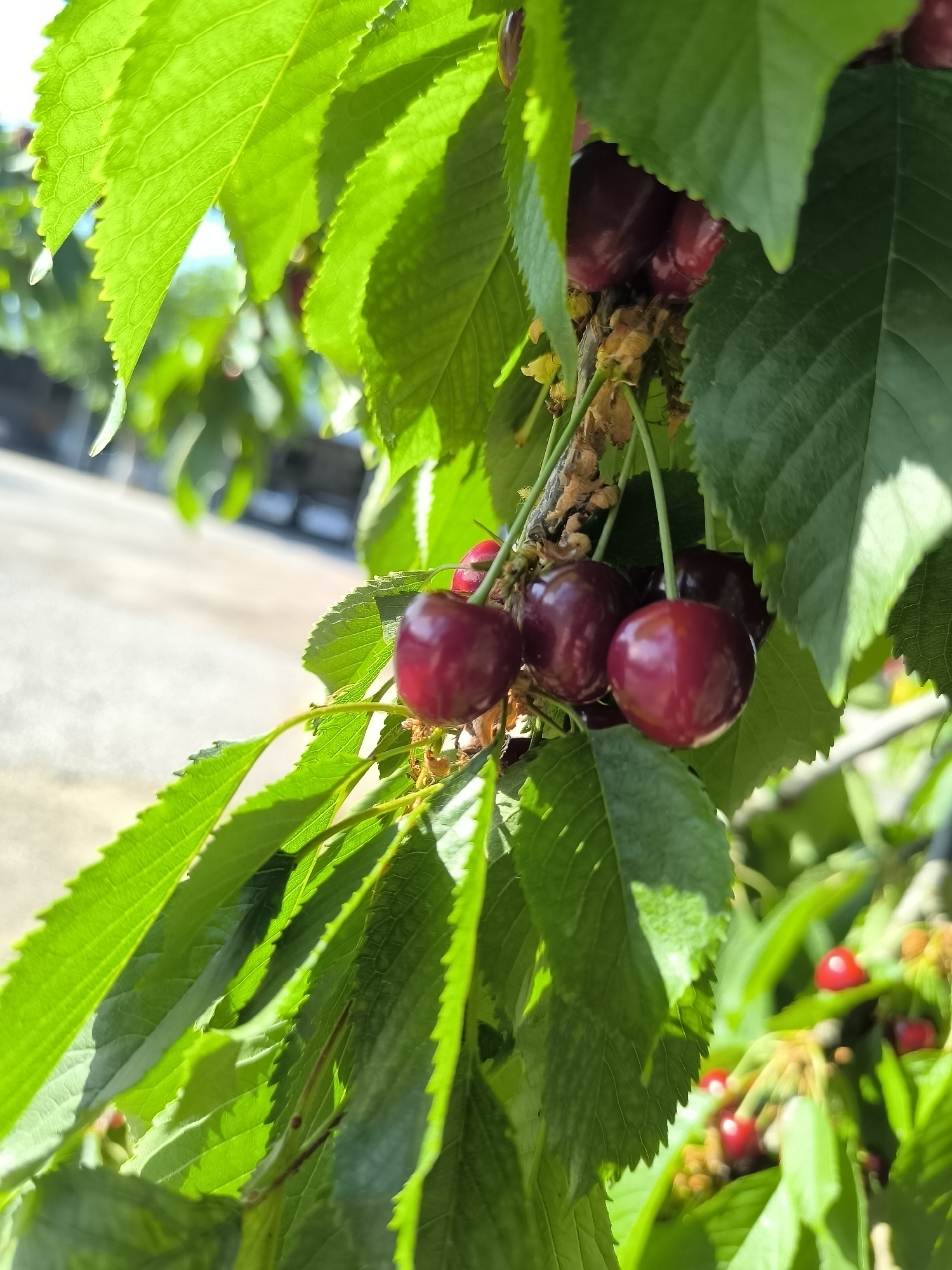 Early summer agricultural scenes documented in Bulgarian village