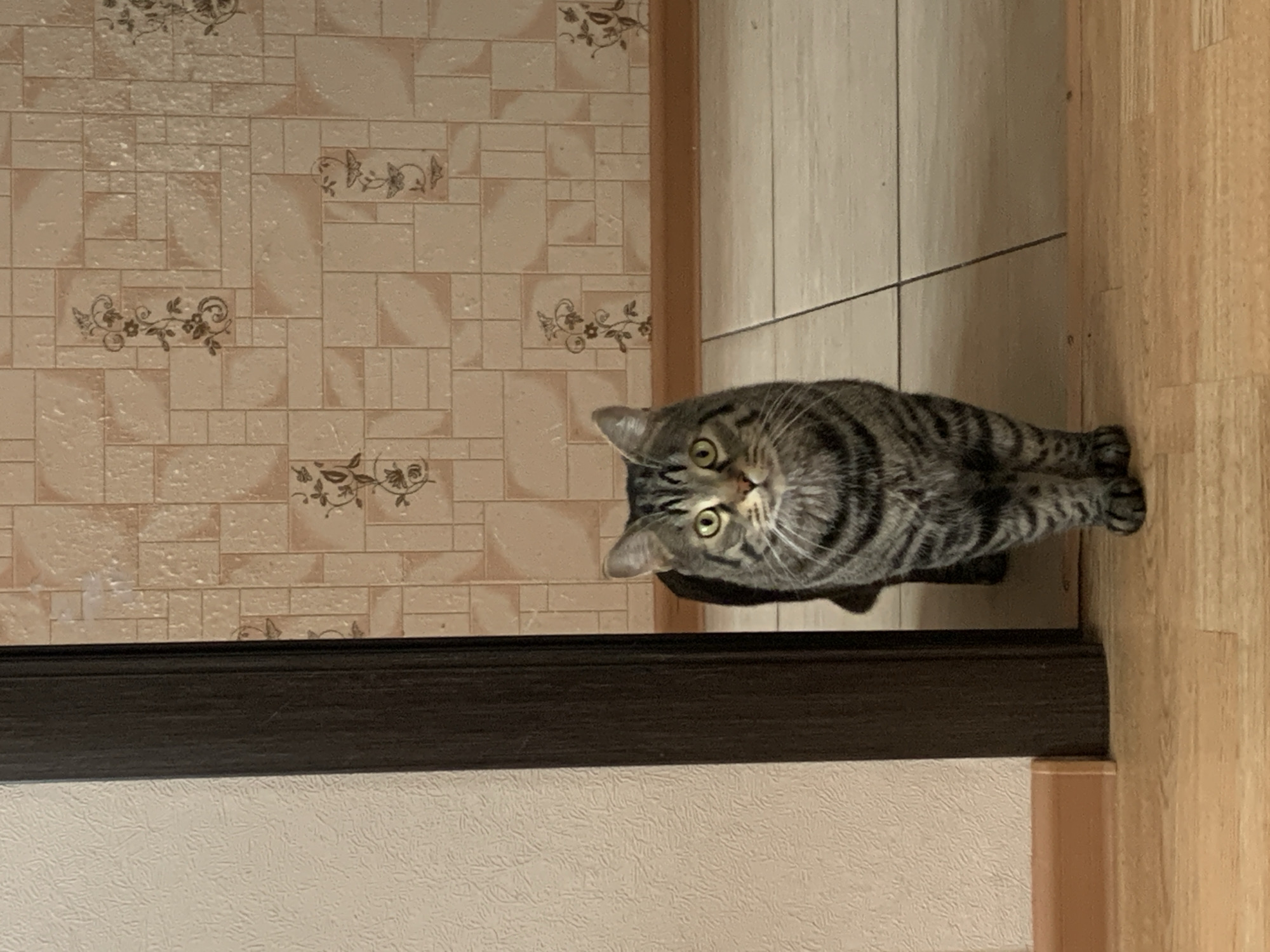 Tabby cat spotted indoors in Stavropol home
