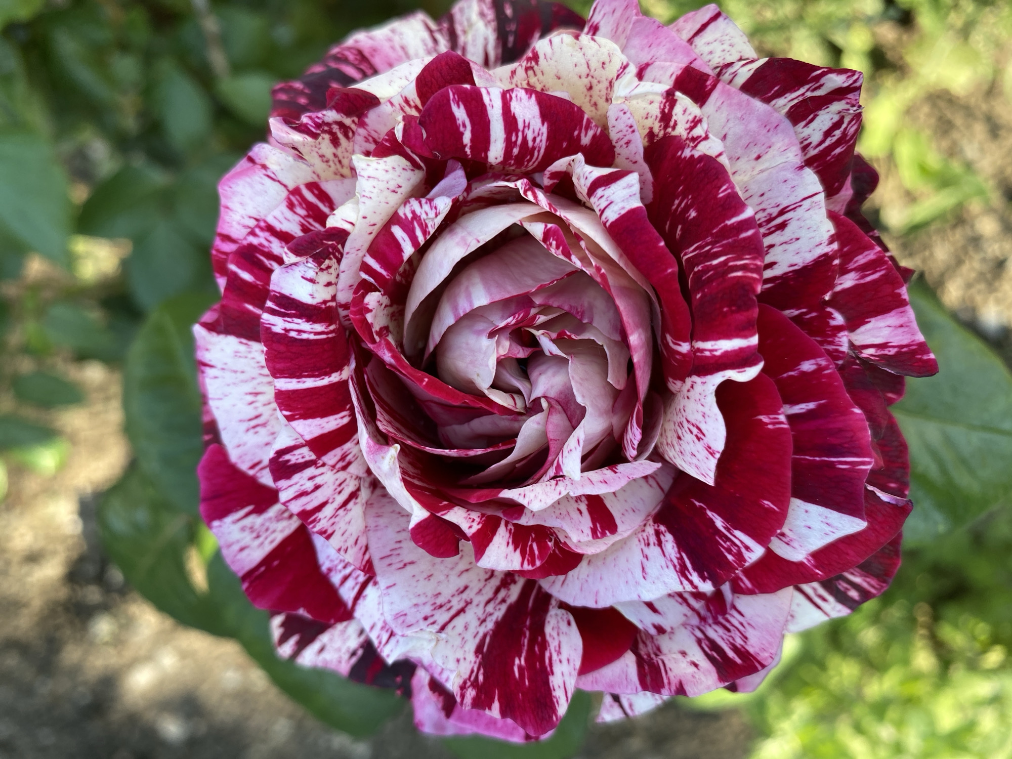 Spring flowers documented in detailed photographs across Dnipro