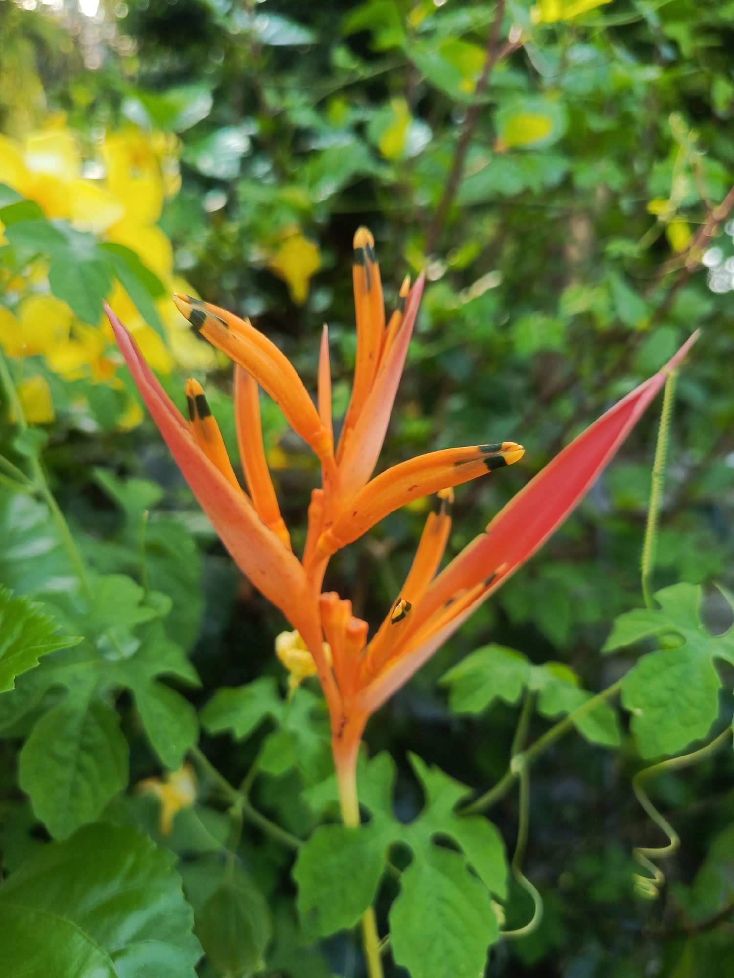 Evening botanical documentation captures flowering plants in Valencia, Ecuador