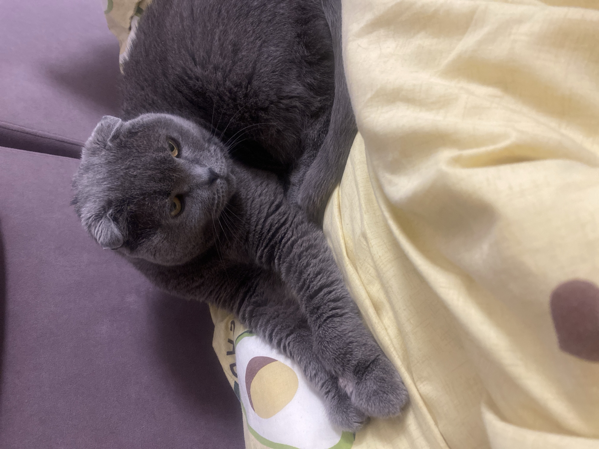 Kyiv apartment cat and décor collection, one evening