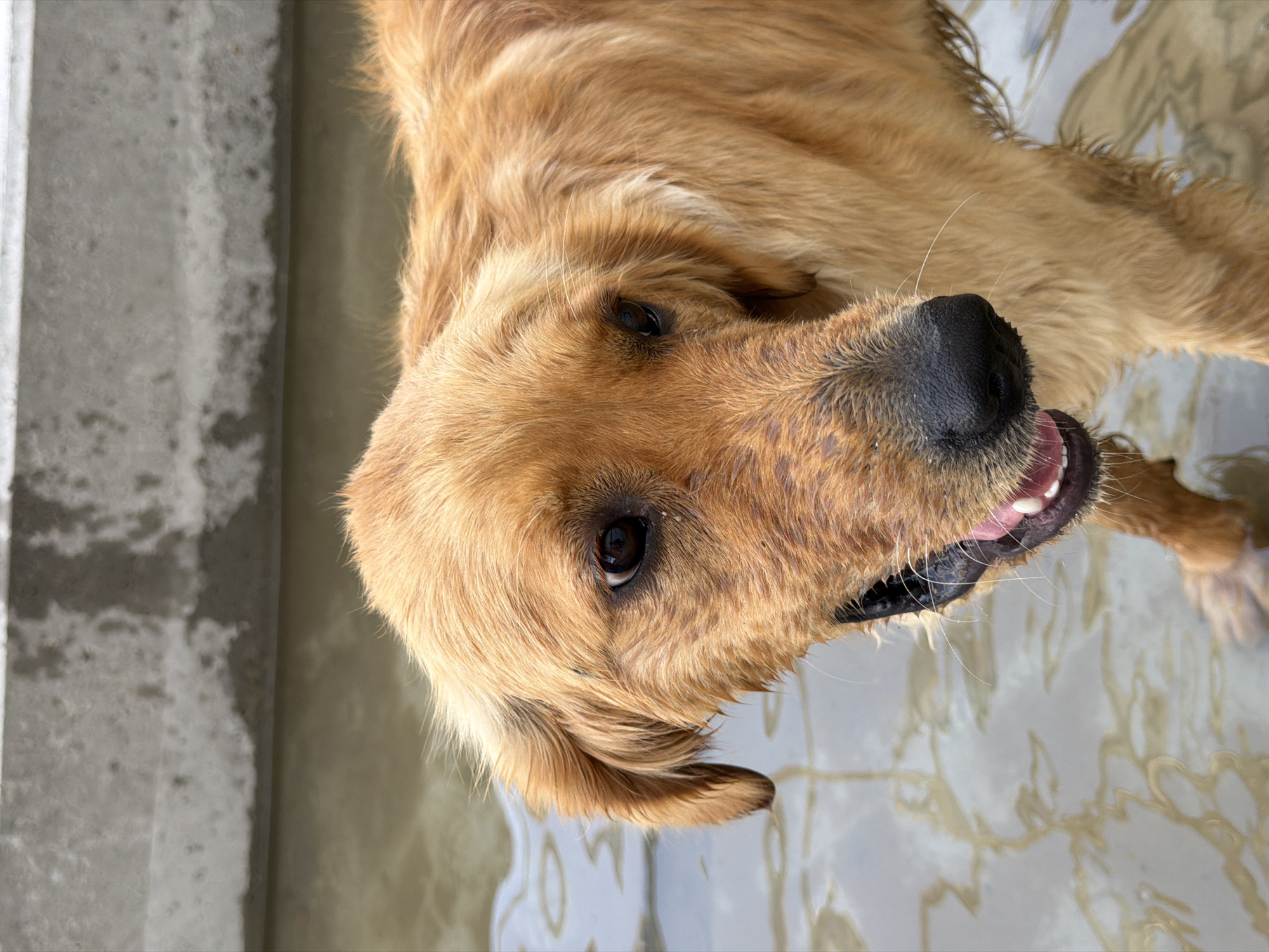 Golden retriever wading through muddy water in Stróża