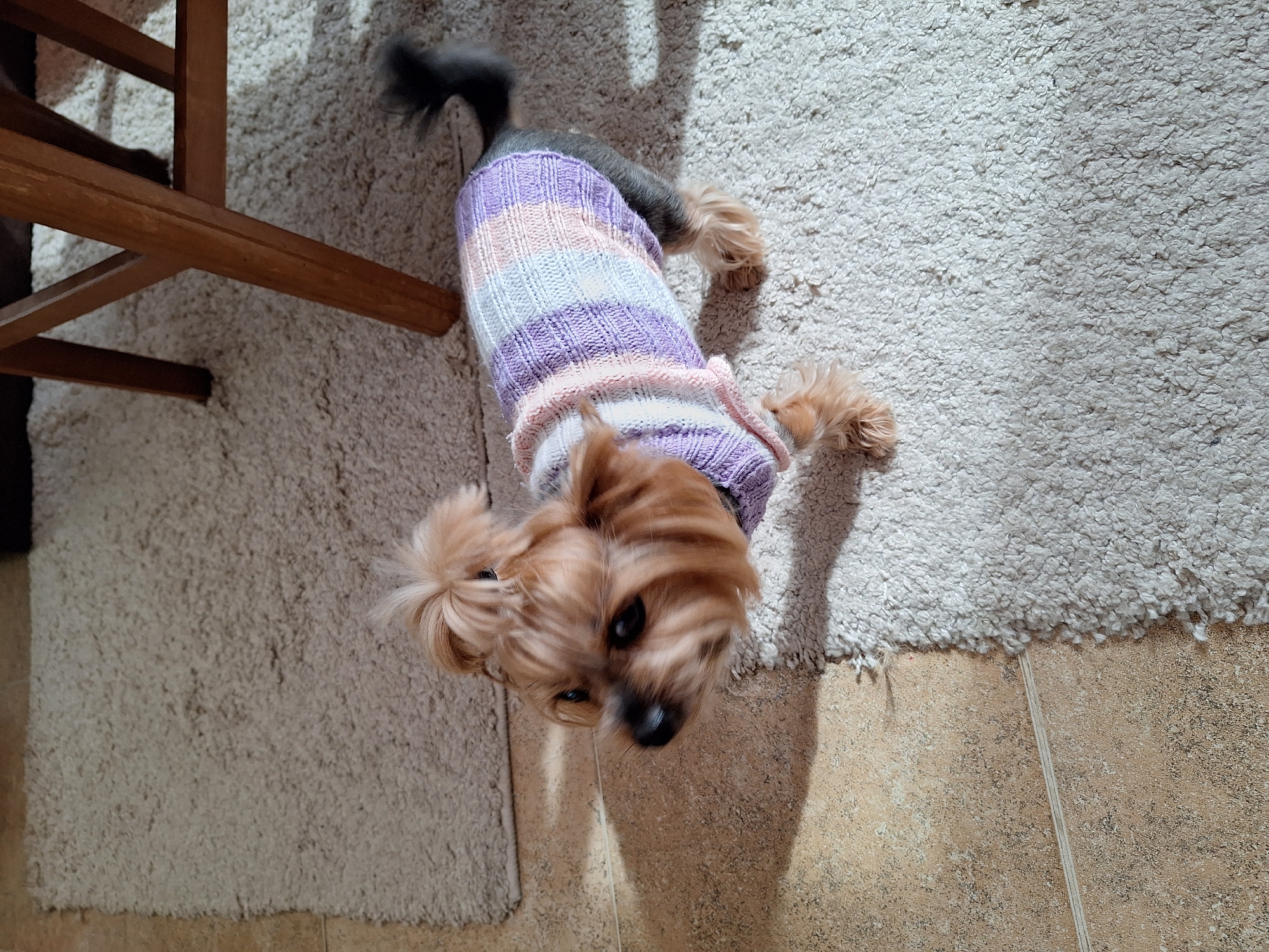 Yorkshire Terrier in Easter sweater poses for photos
