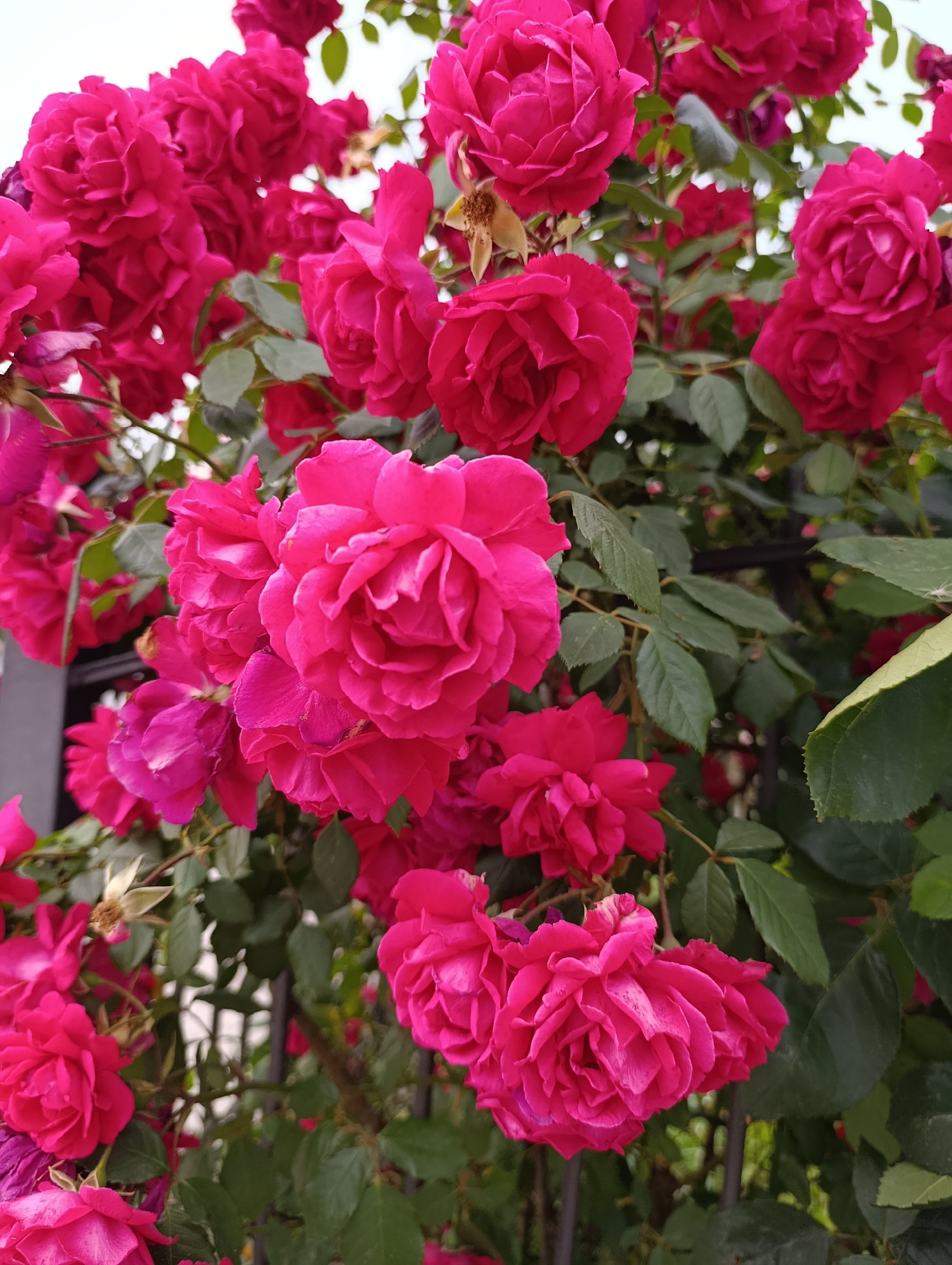 Observer documents flowers, foliage, traffic scenes in Razgrad