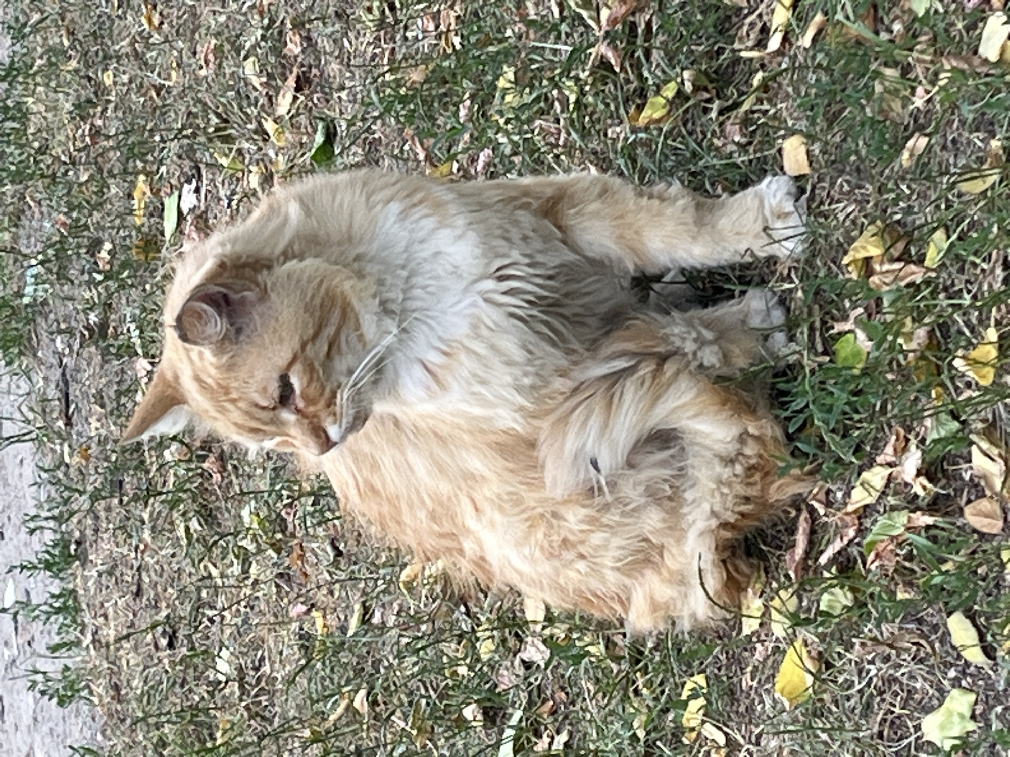 Cats, courtyards, and summer gardens in Brest, Belarus