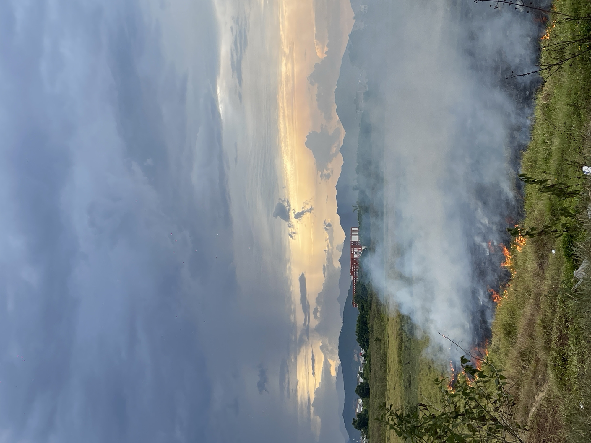 Grass fire burns through rural field near Đà Nẵng, cattle nearby
